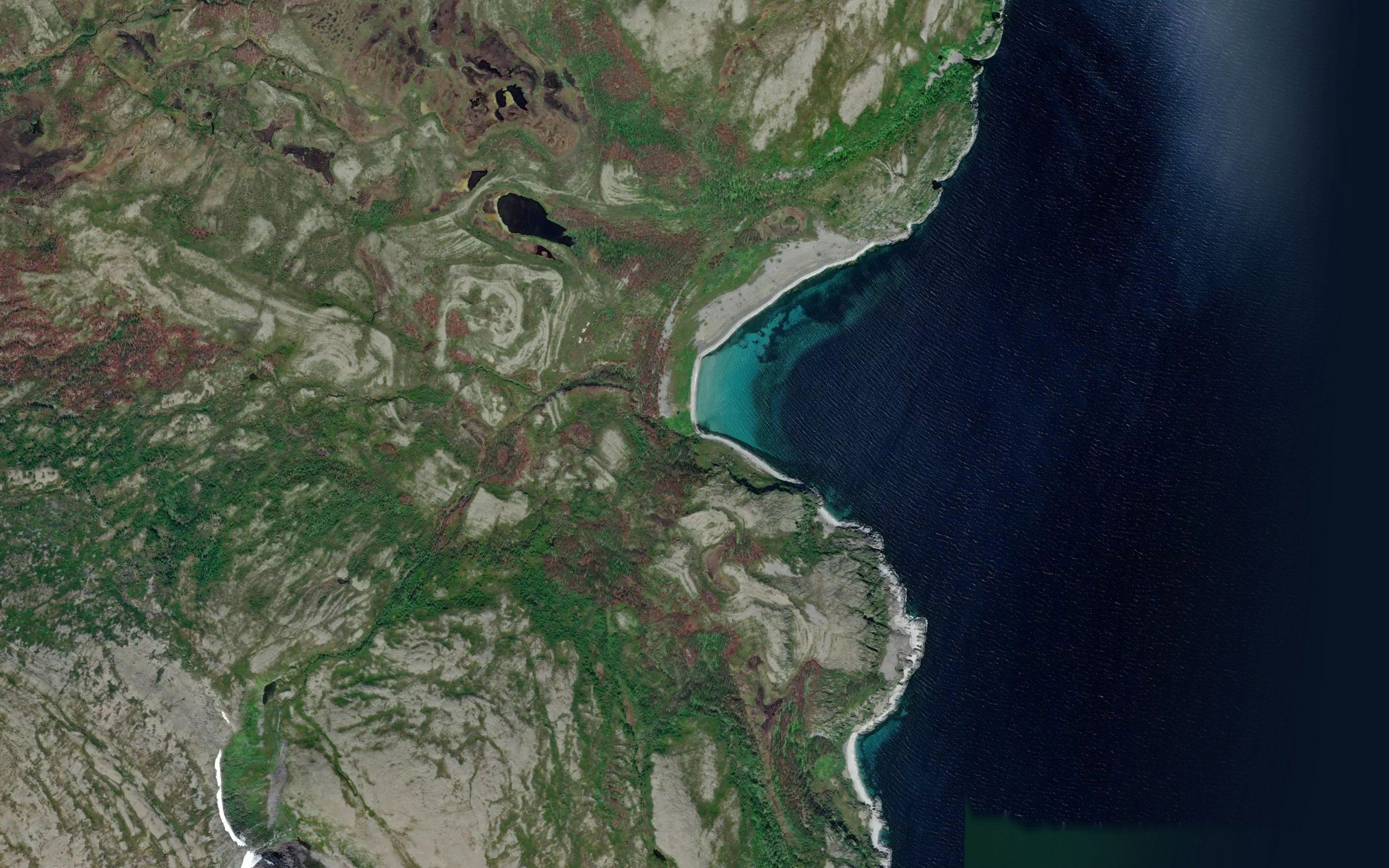 Skjelvikelva