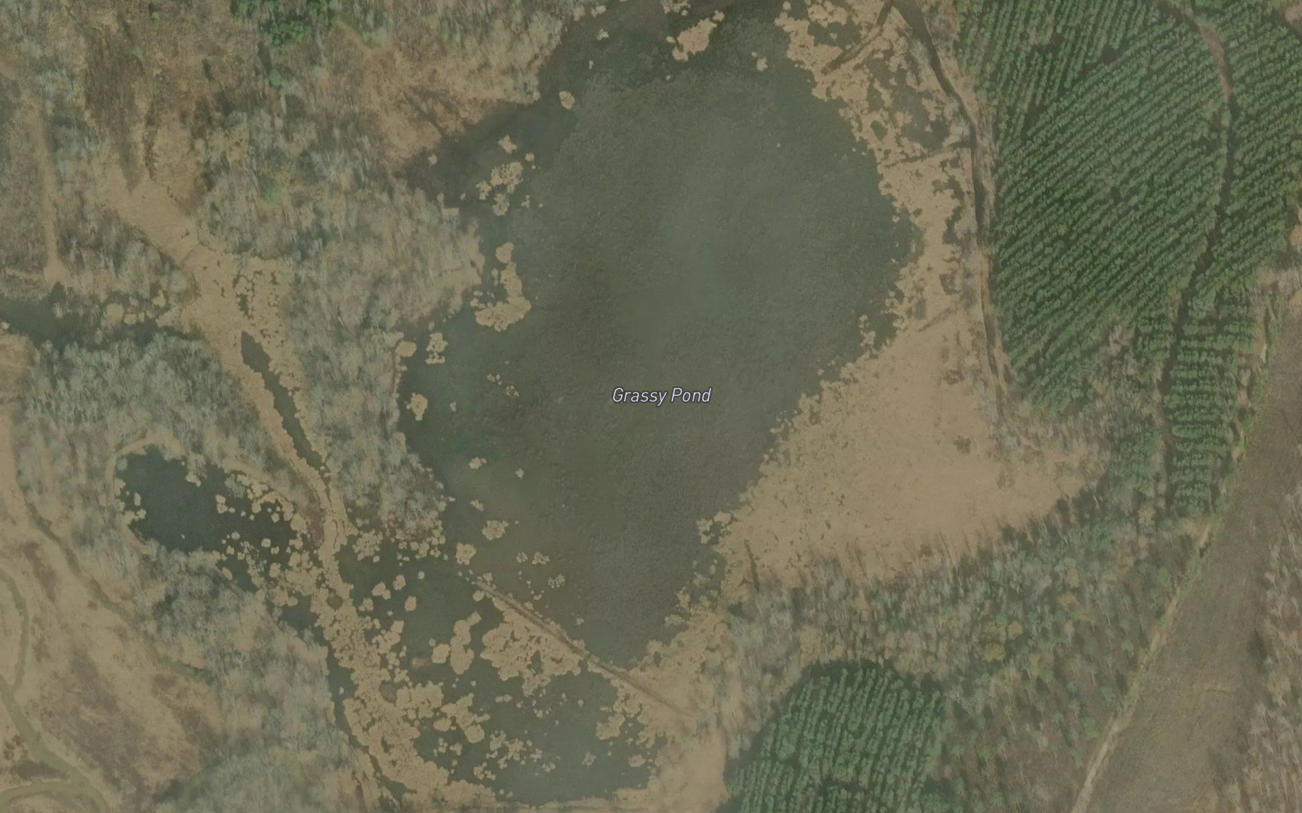 Grassy Pond