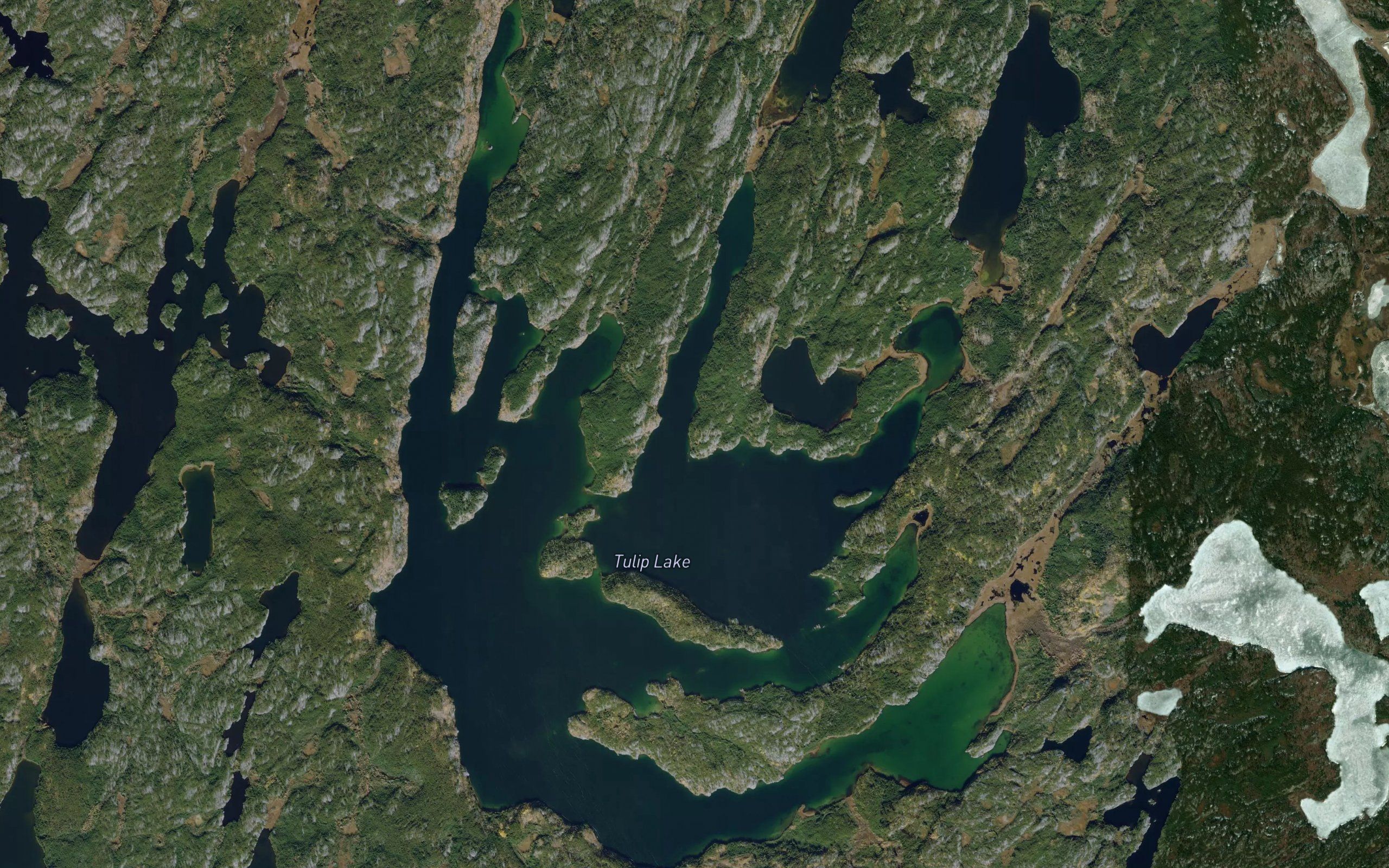 Tulip Lake
