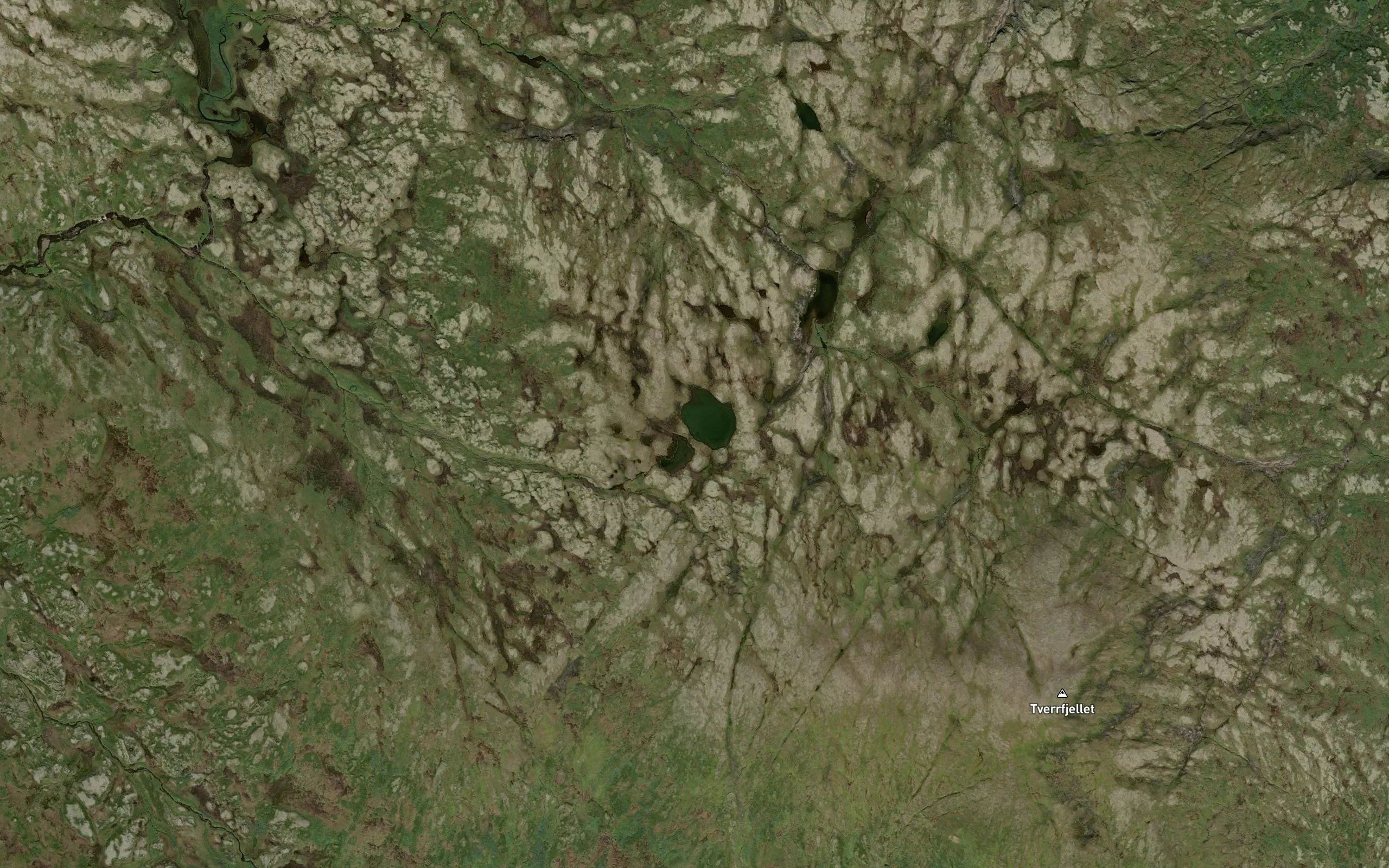 Tverrfjelltjornan