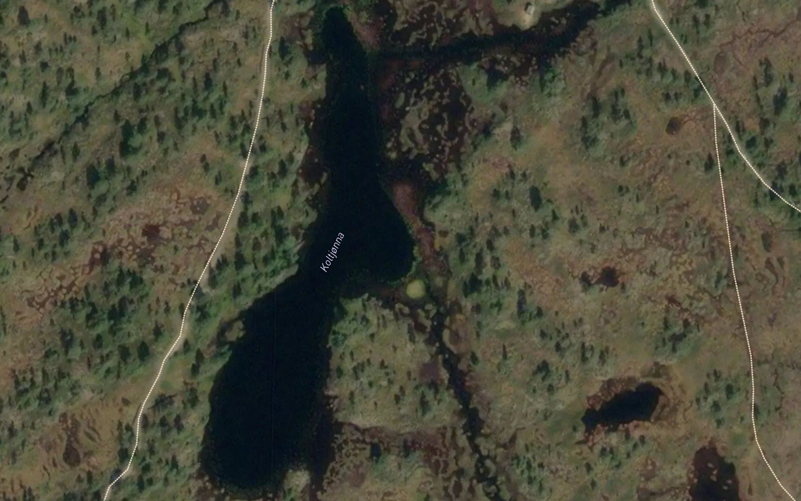 Koltjorna