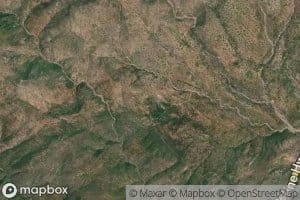 Gold Tooth Smith Spring