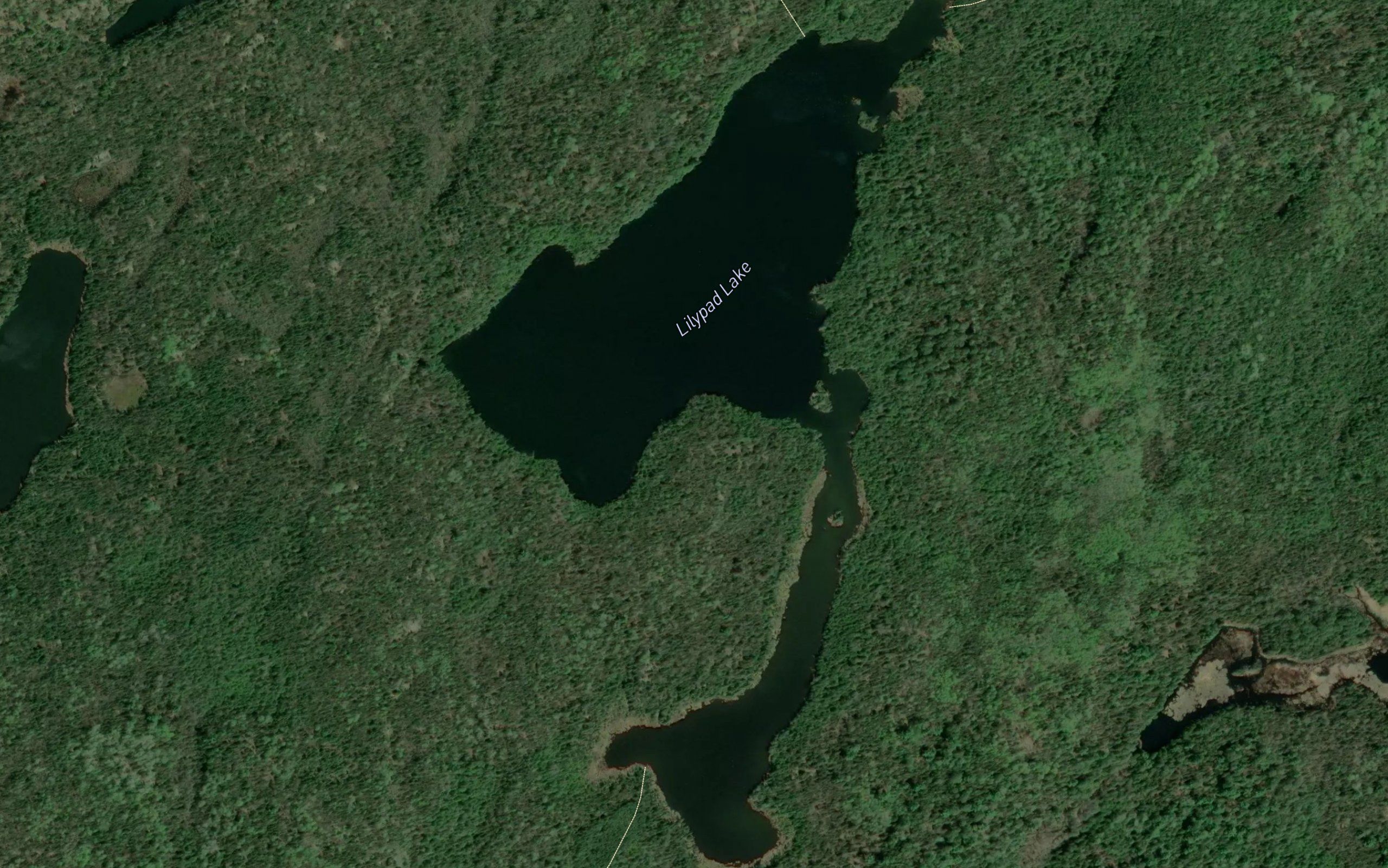 Lilypad Lake