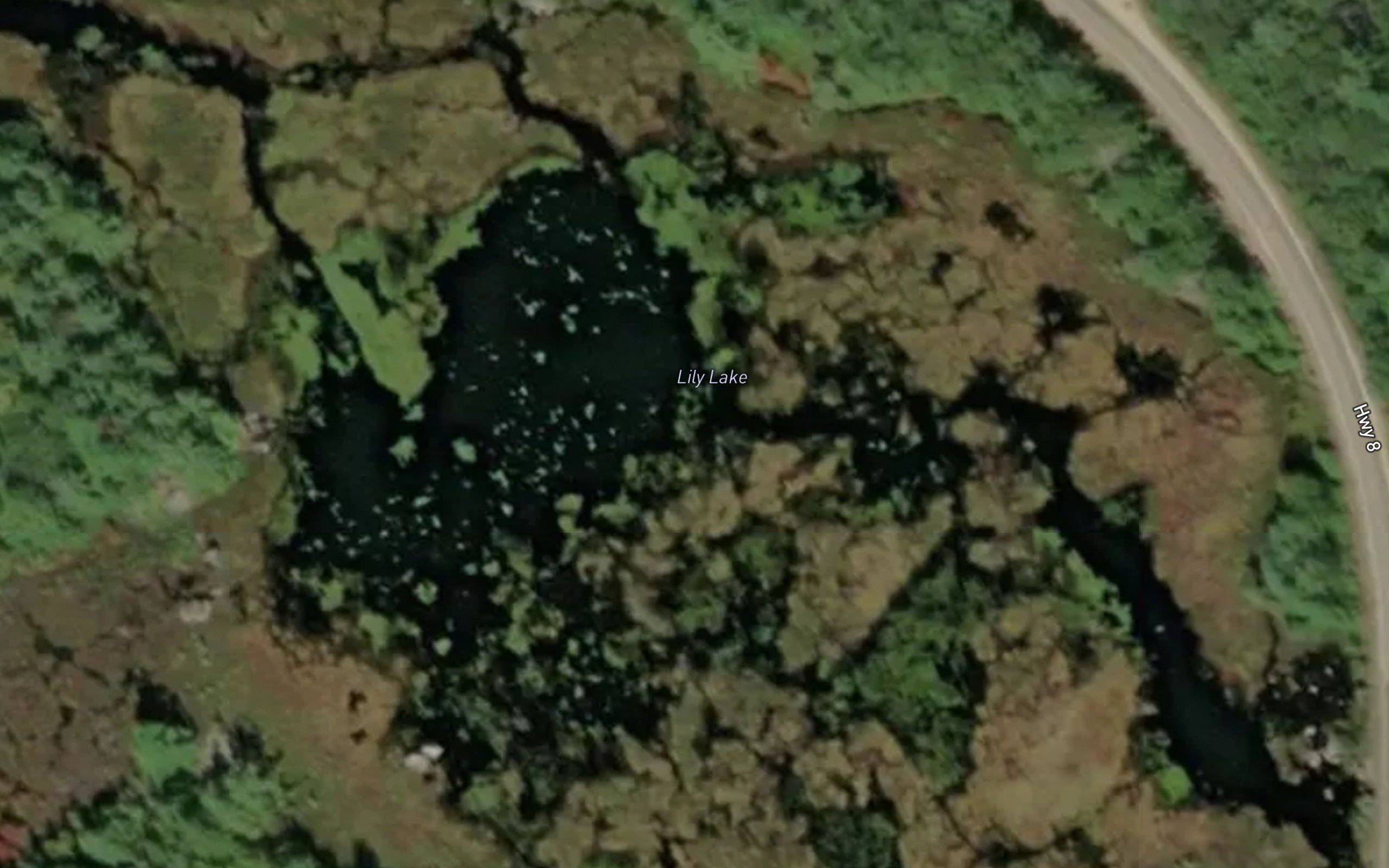 Lily Lake