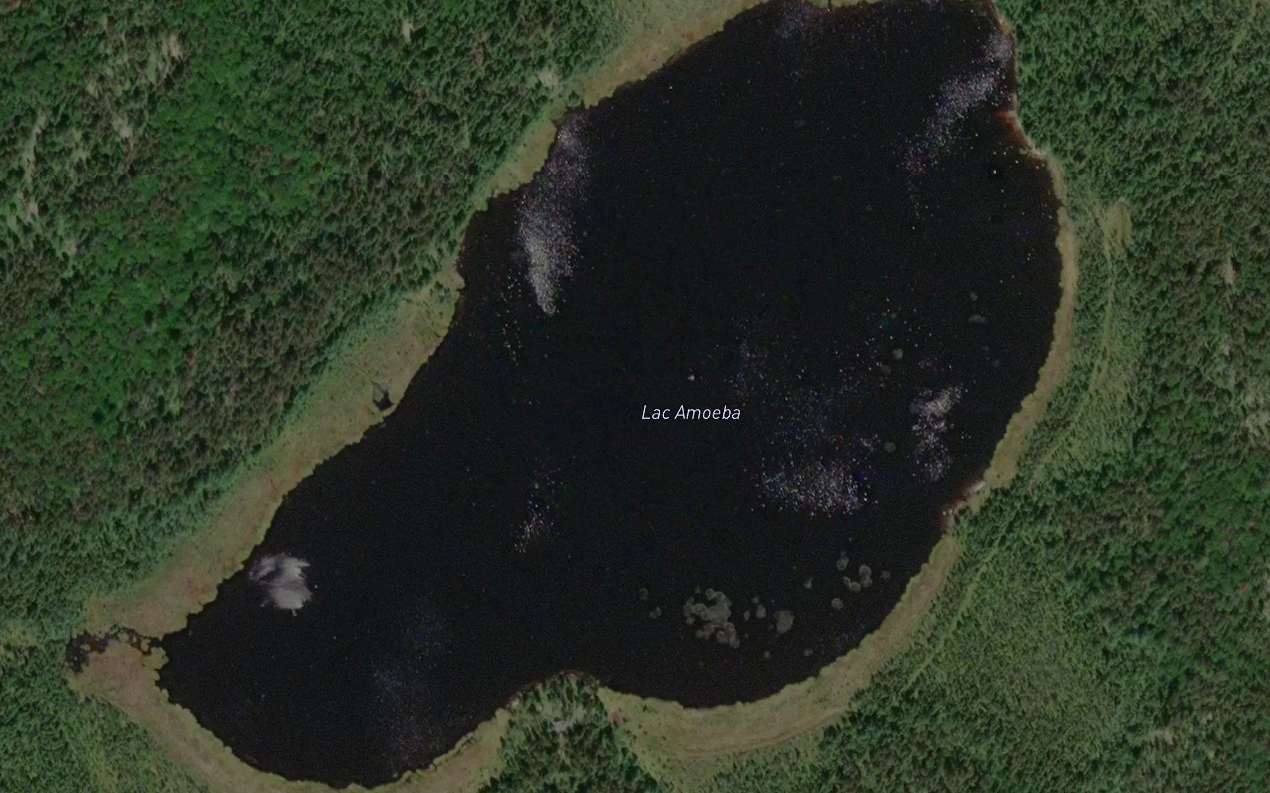 Lac Amoeba