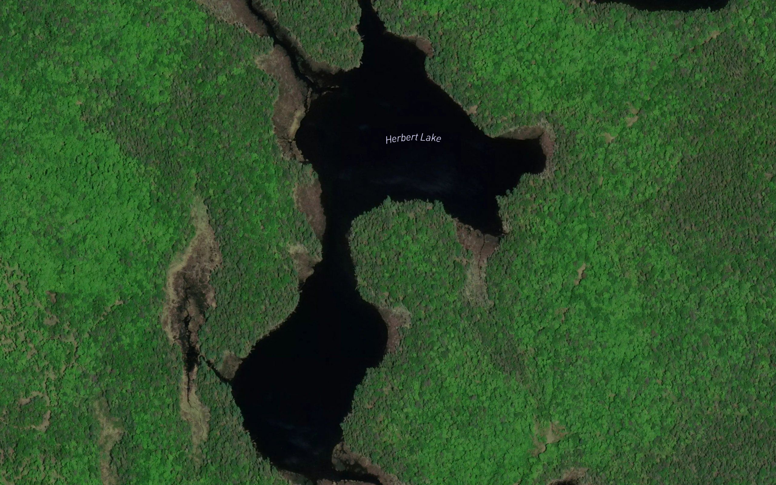 Herbert Lake