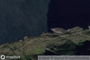 Gullnakkvika