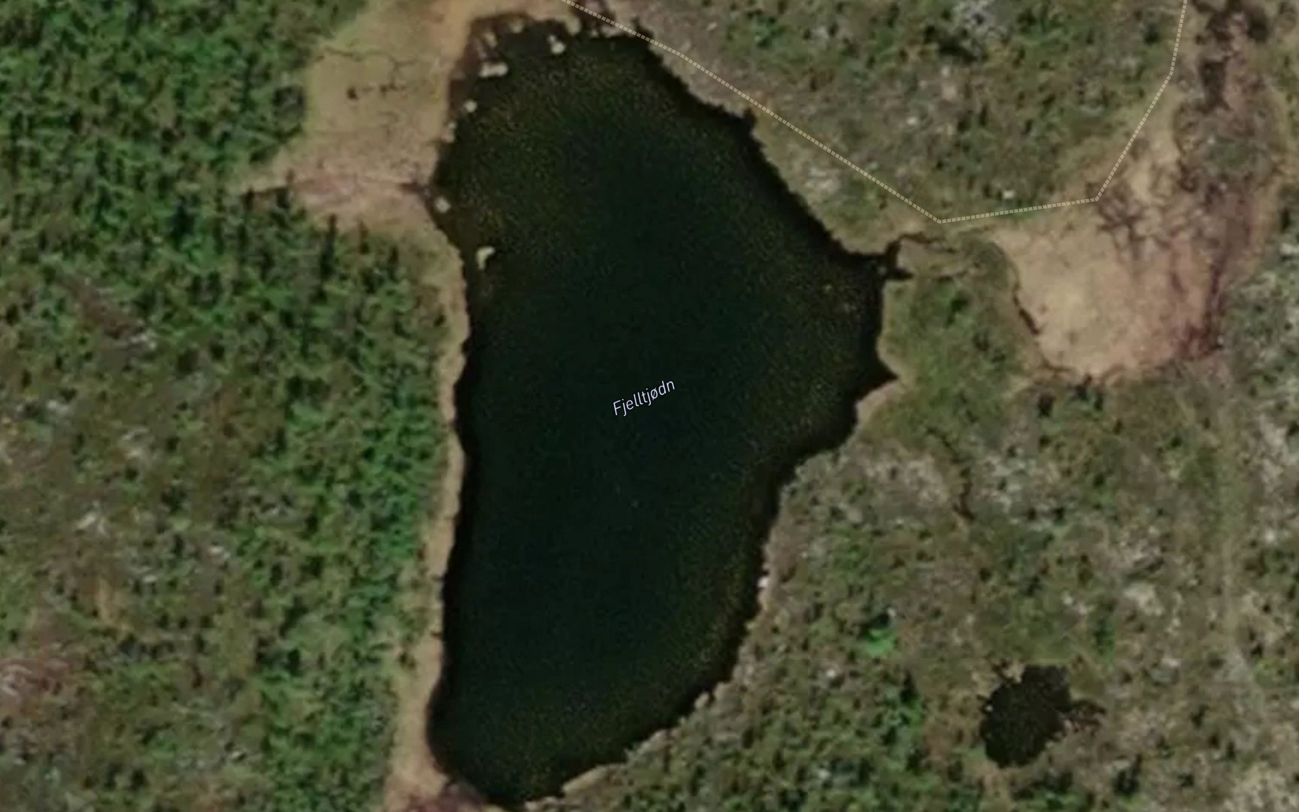 Fjelltjodn