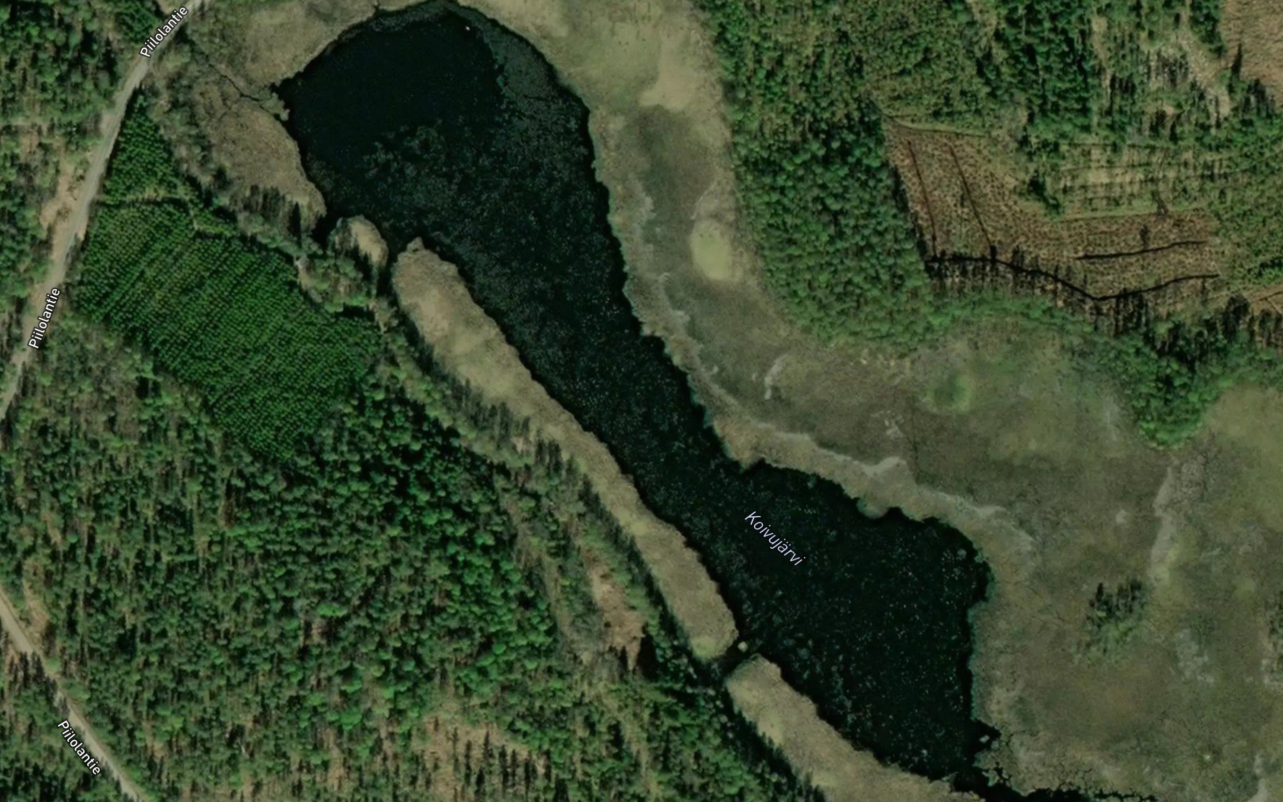 Koivujarvi