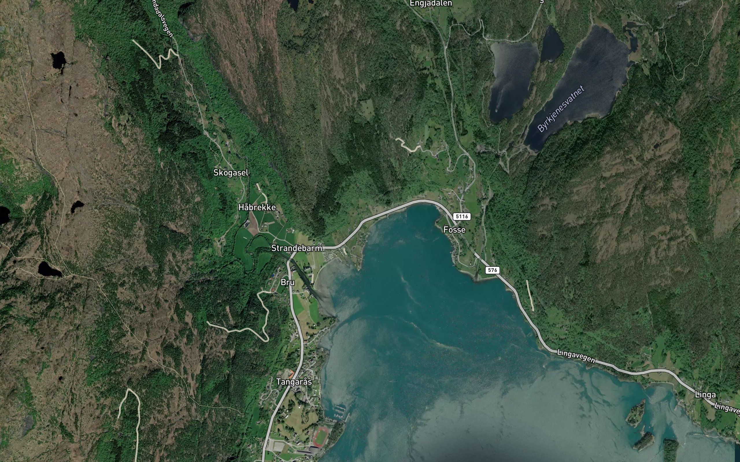 Klubbavika