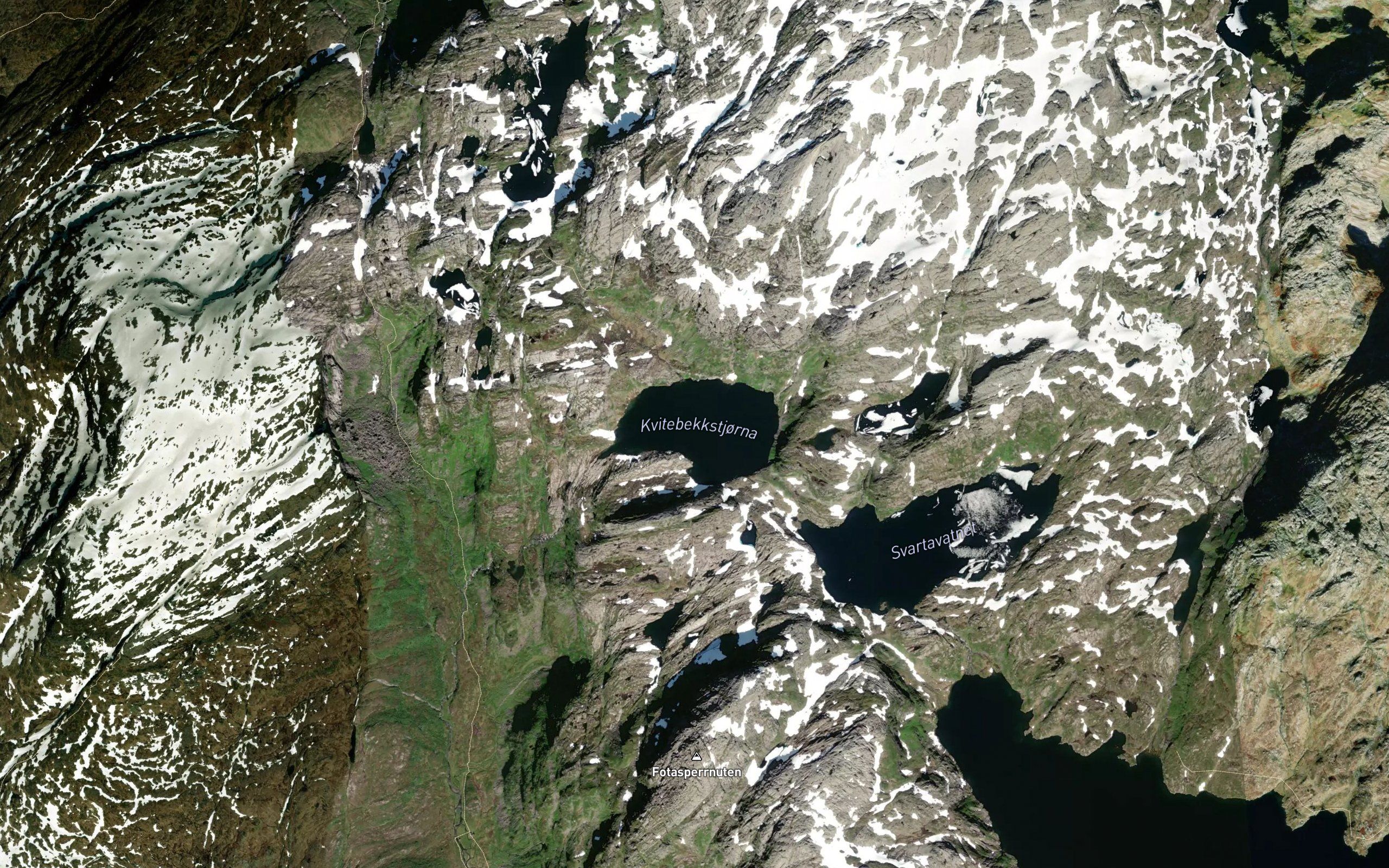 Kvitebekktjorni