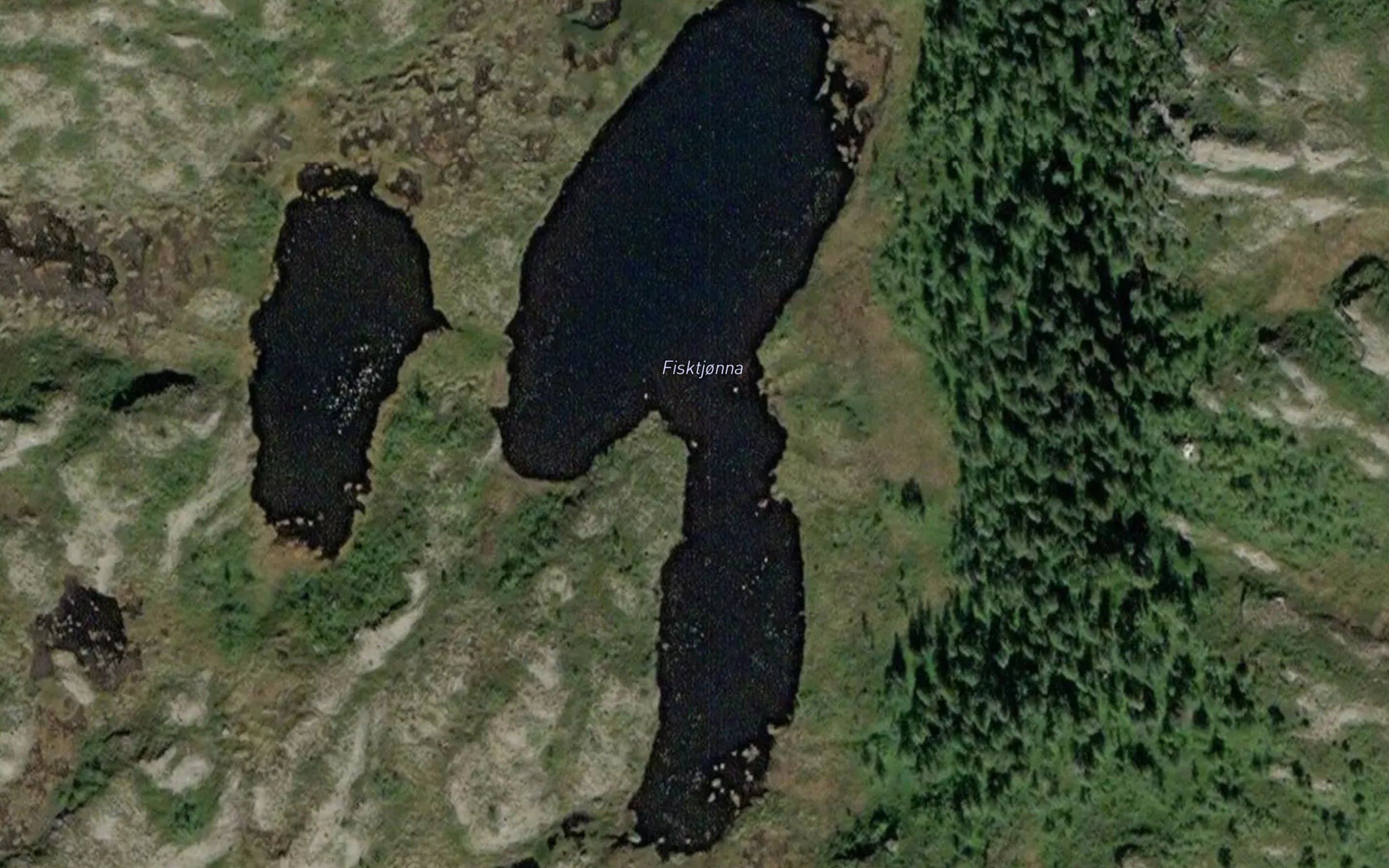 Fisktjorna