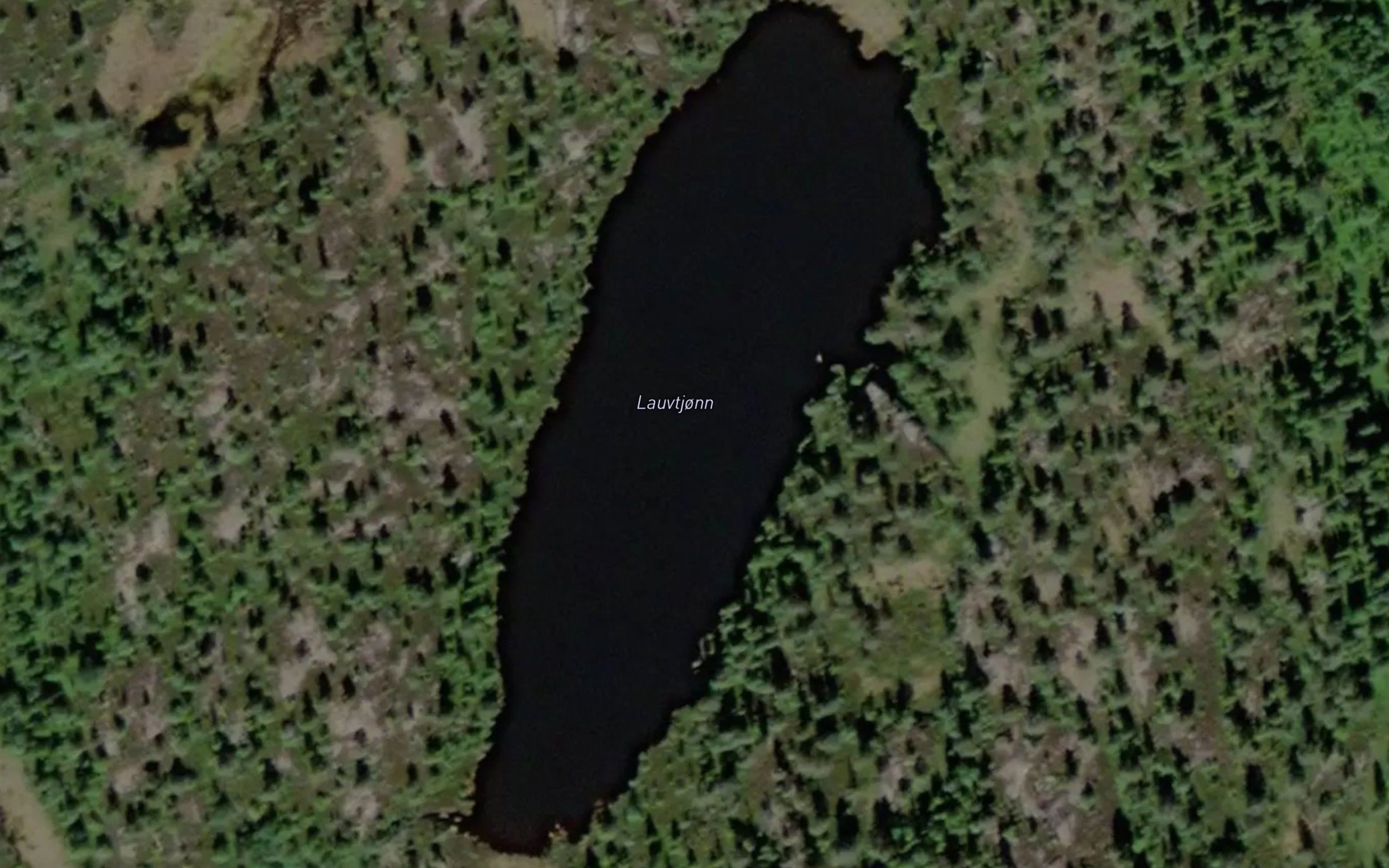 Lauvtjorn
