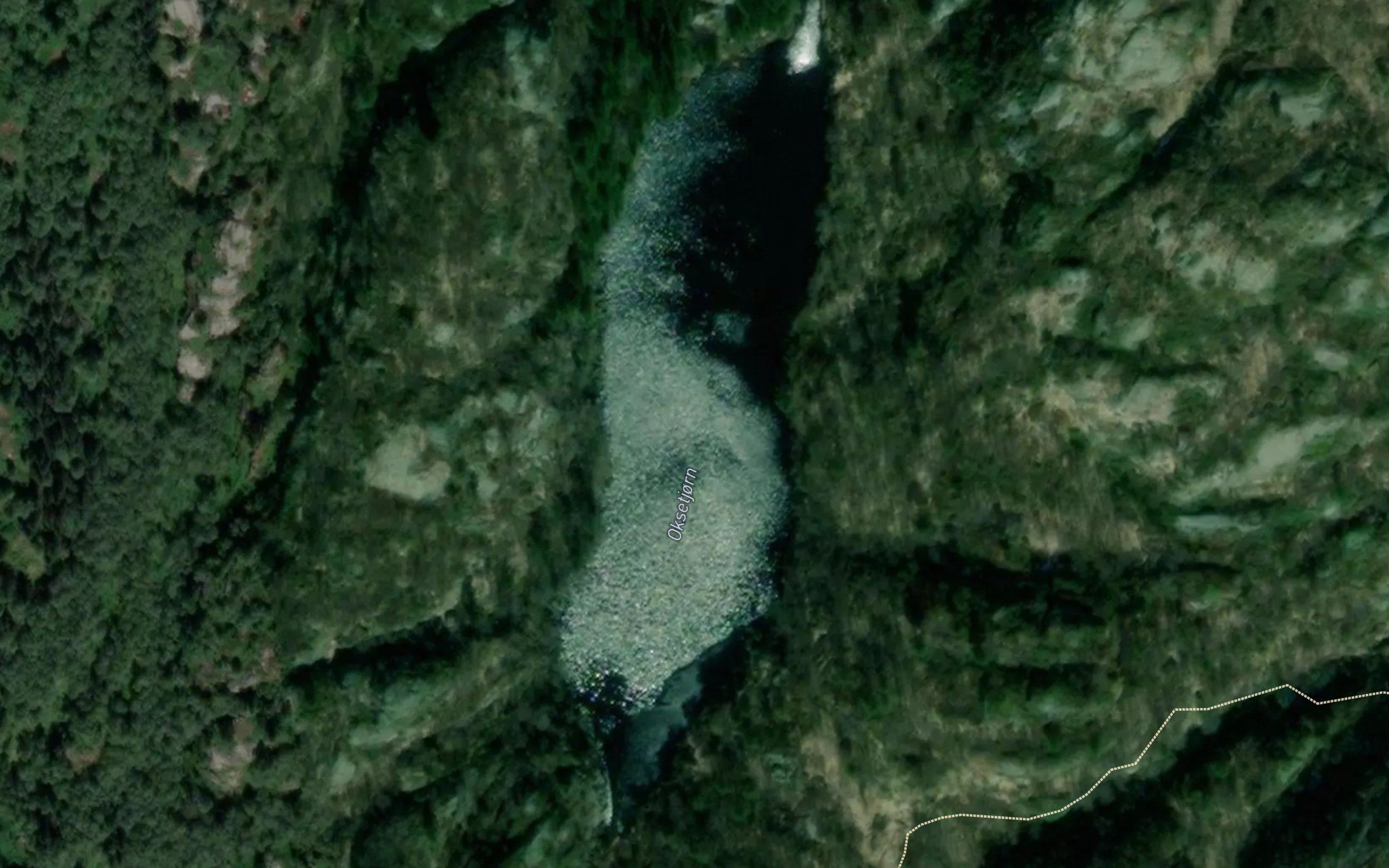 Oksetjorn