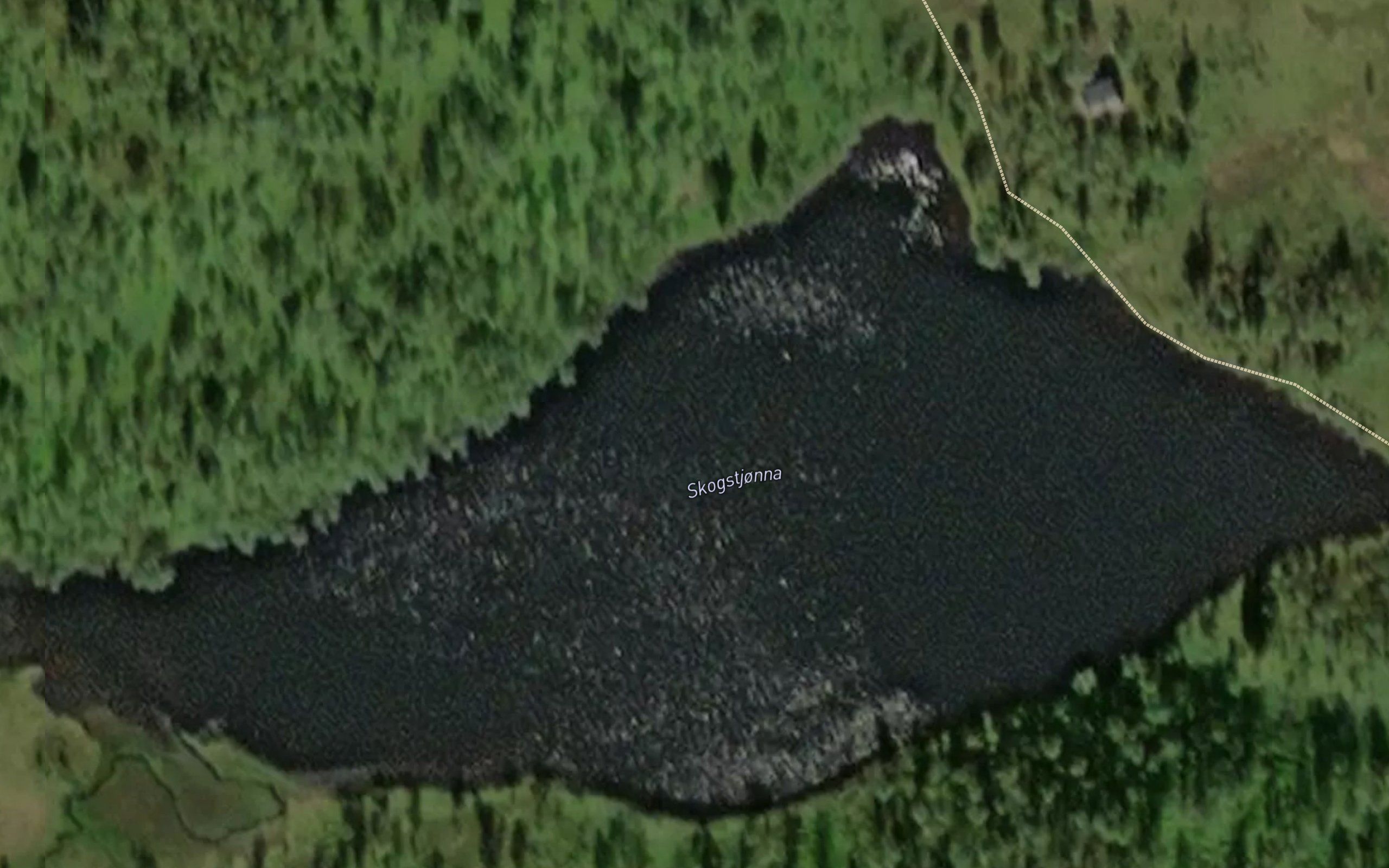Skogstjorna