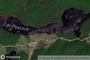 Lac Peacock
