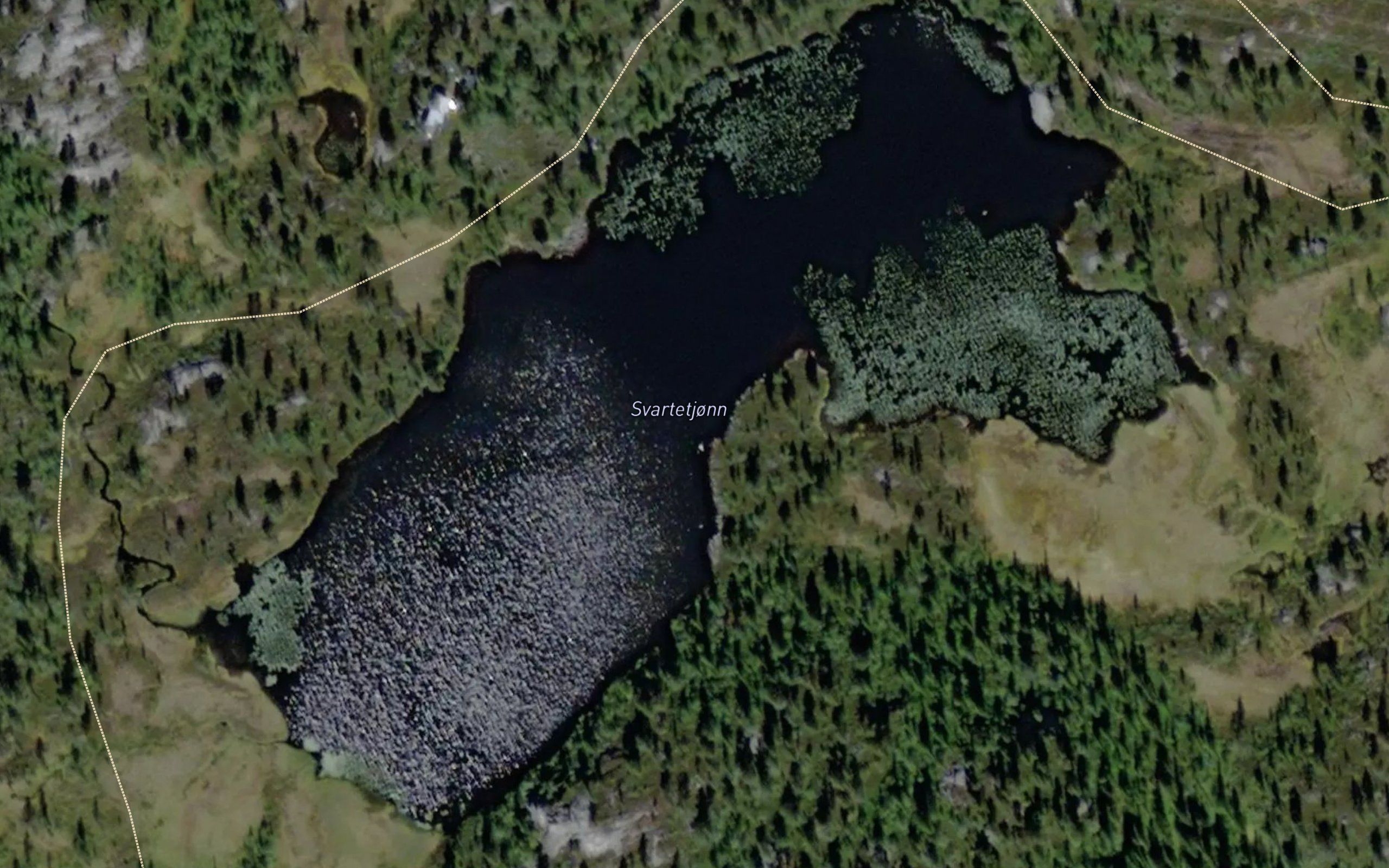 Svartetjonn