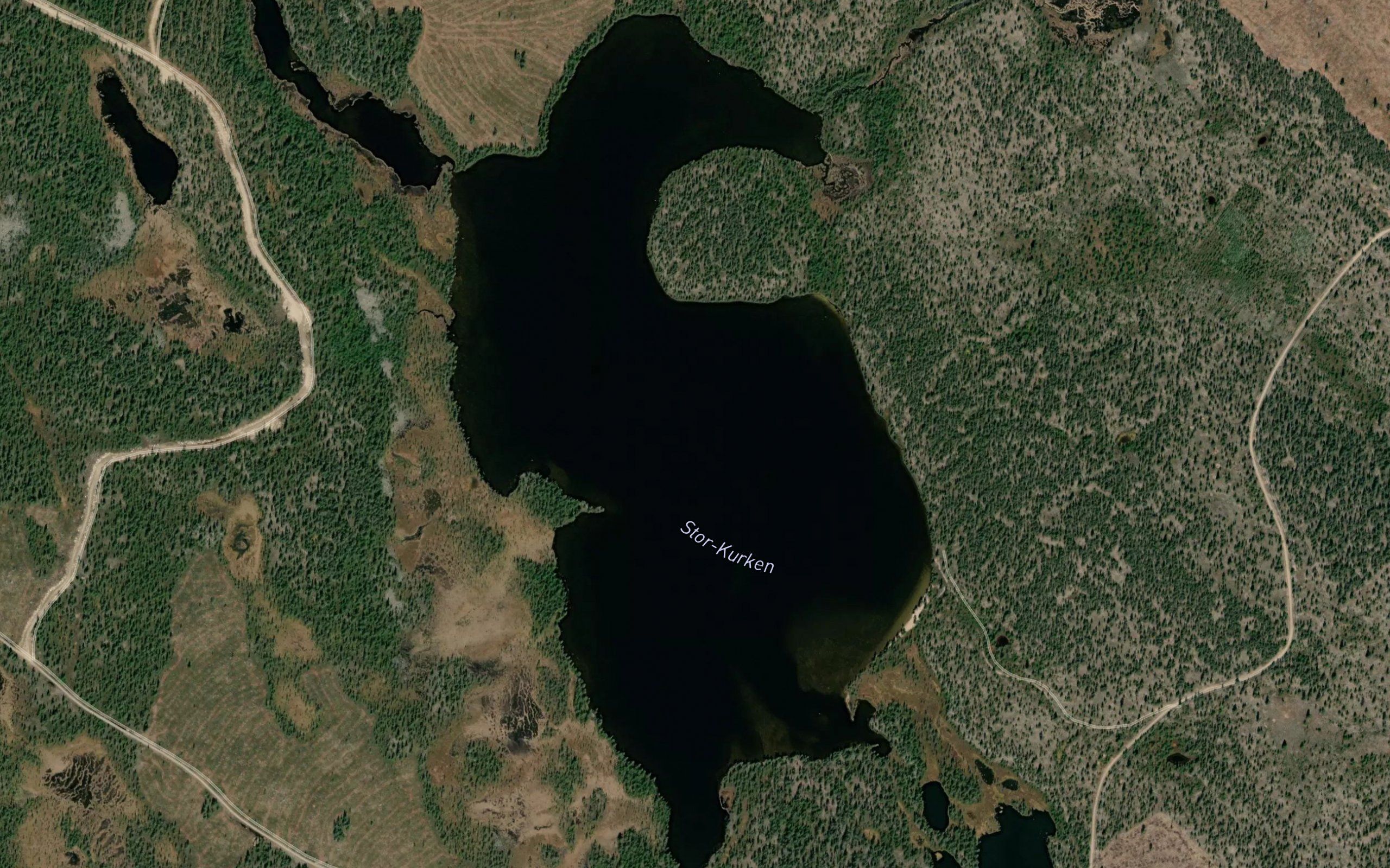 Stor-Kurken