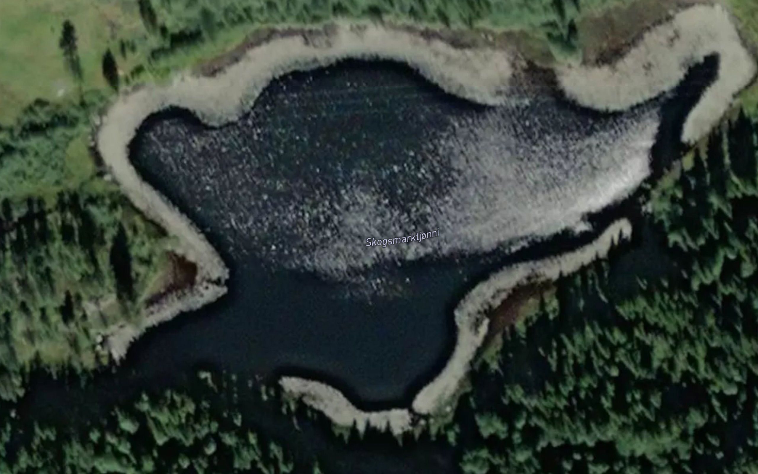 Skogsmarktjorni