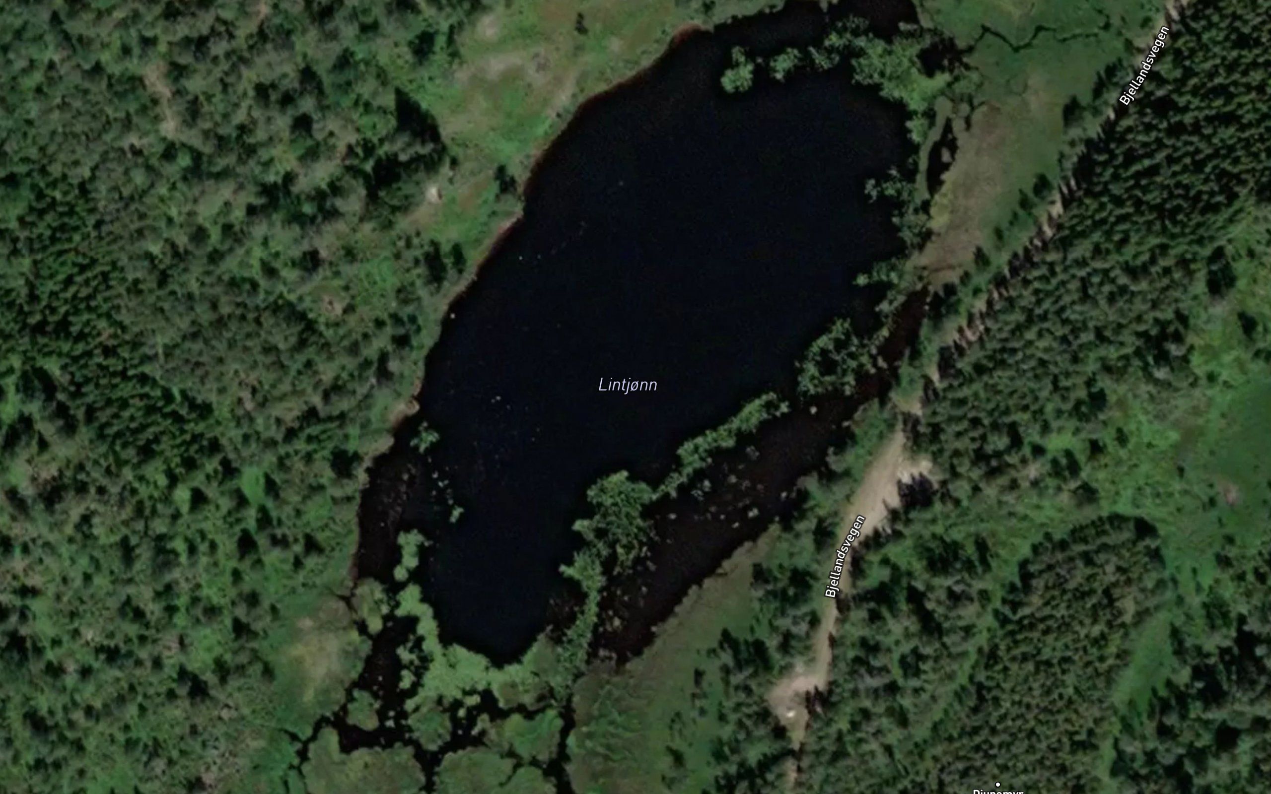 Lintjonn