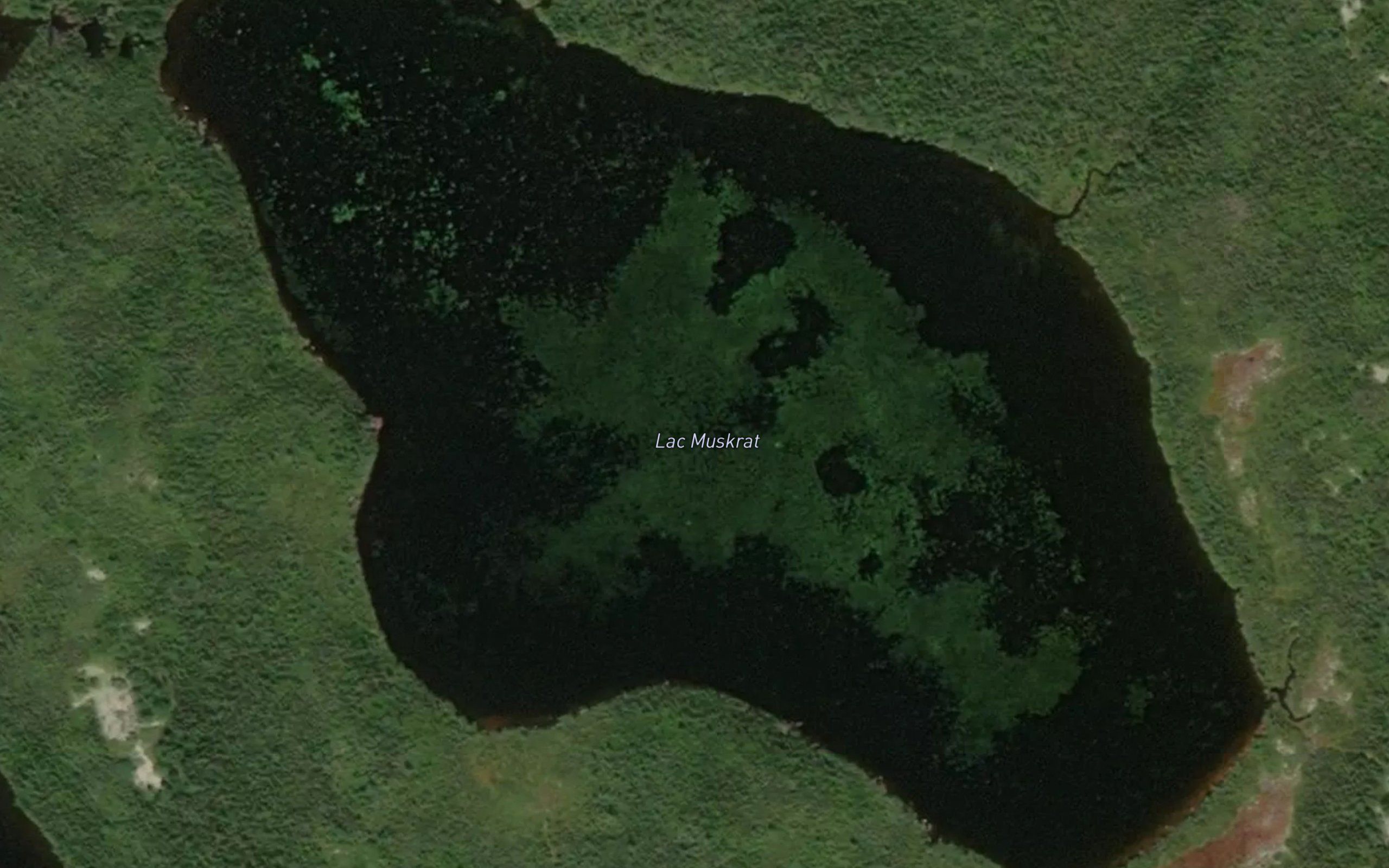 Lac Muskrat