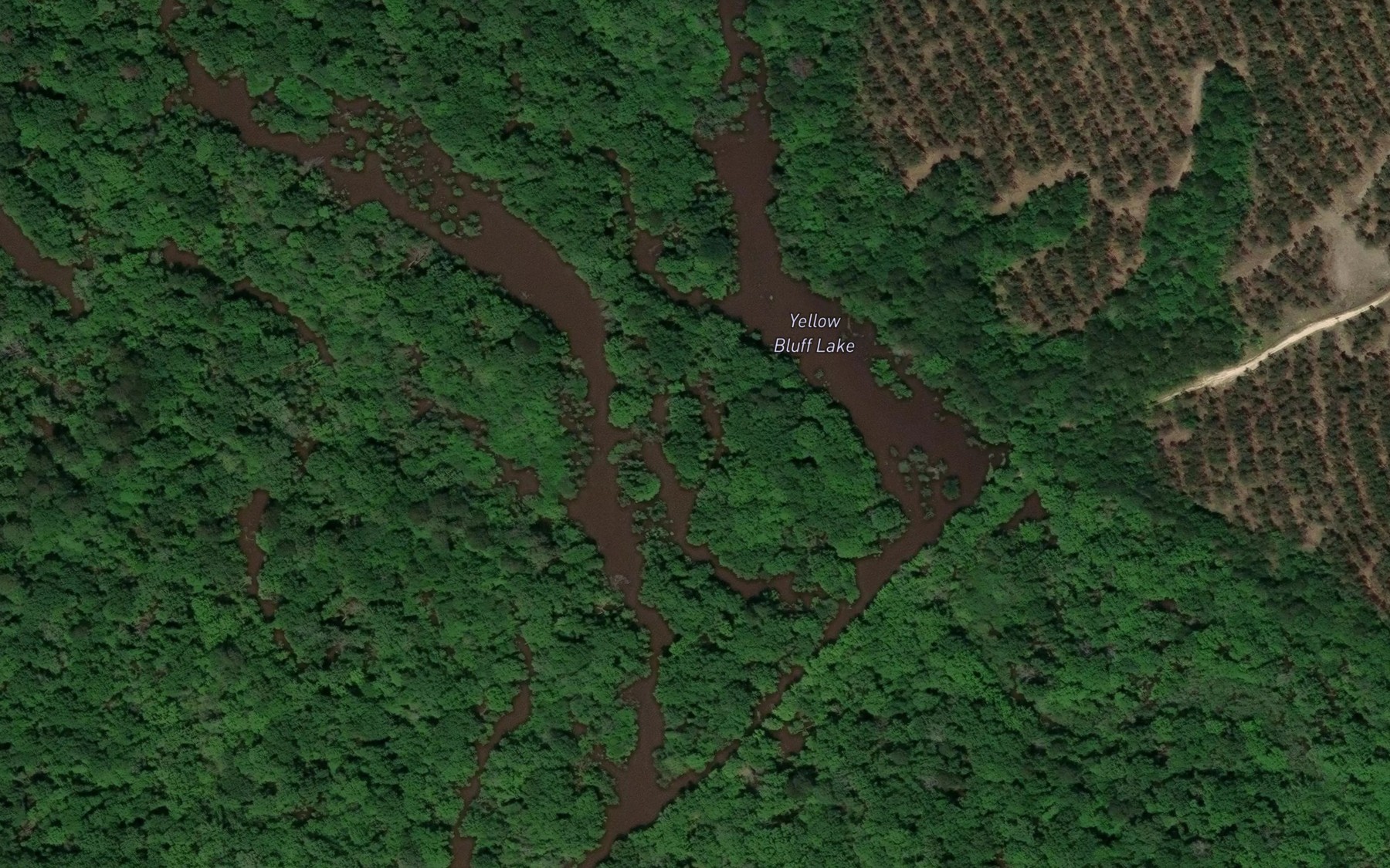 Satellite map of the Yellow Bluff Lake