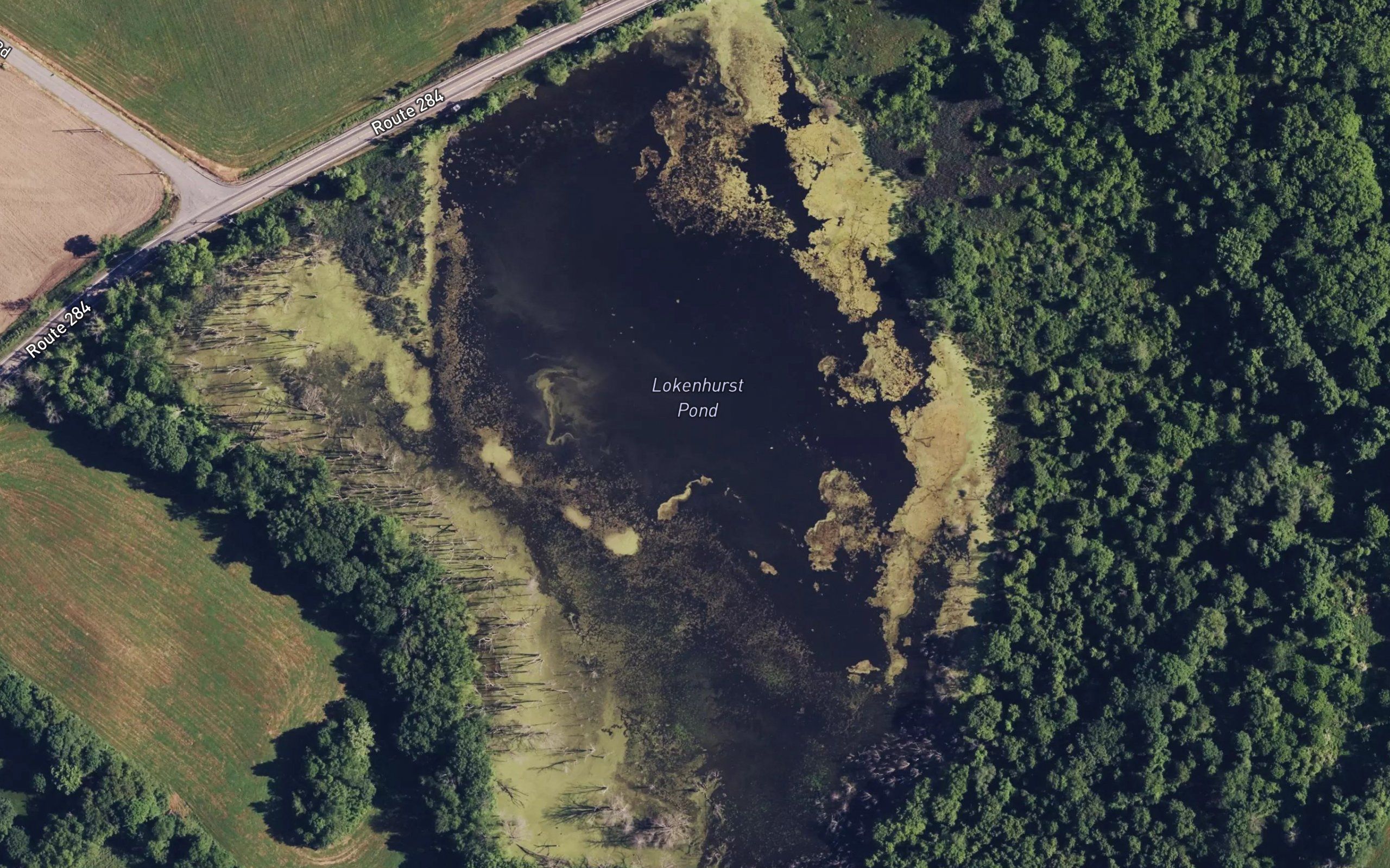 Lockenhurst Pond