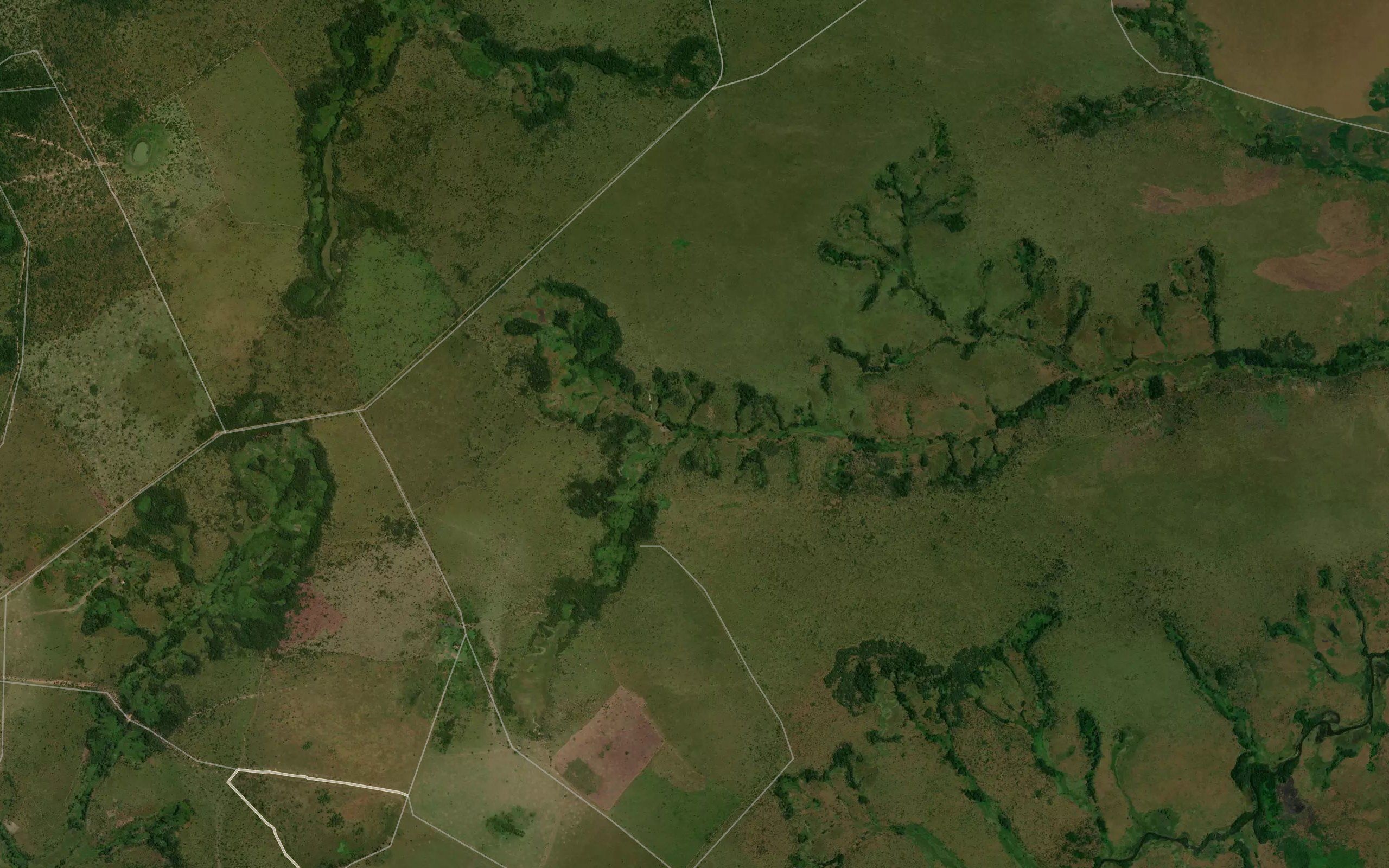 Kisonga