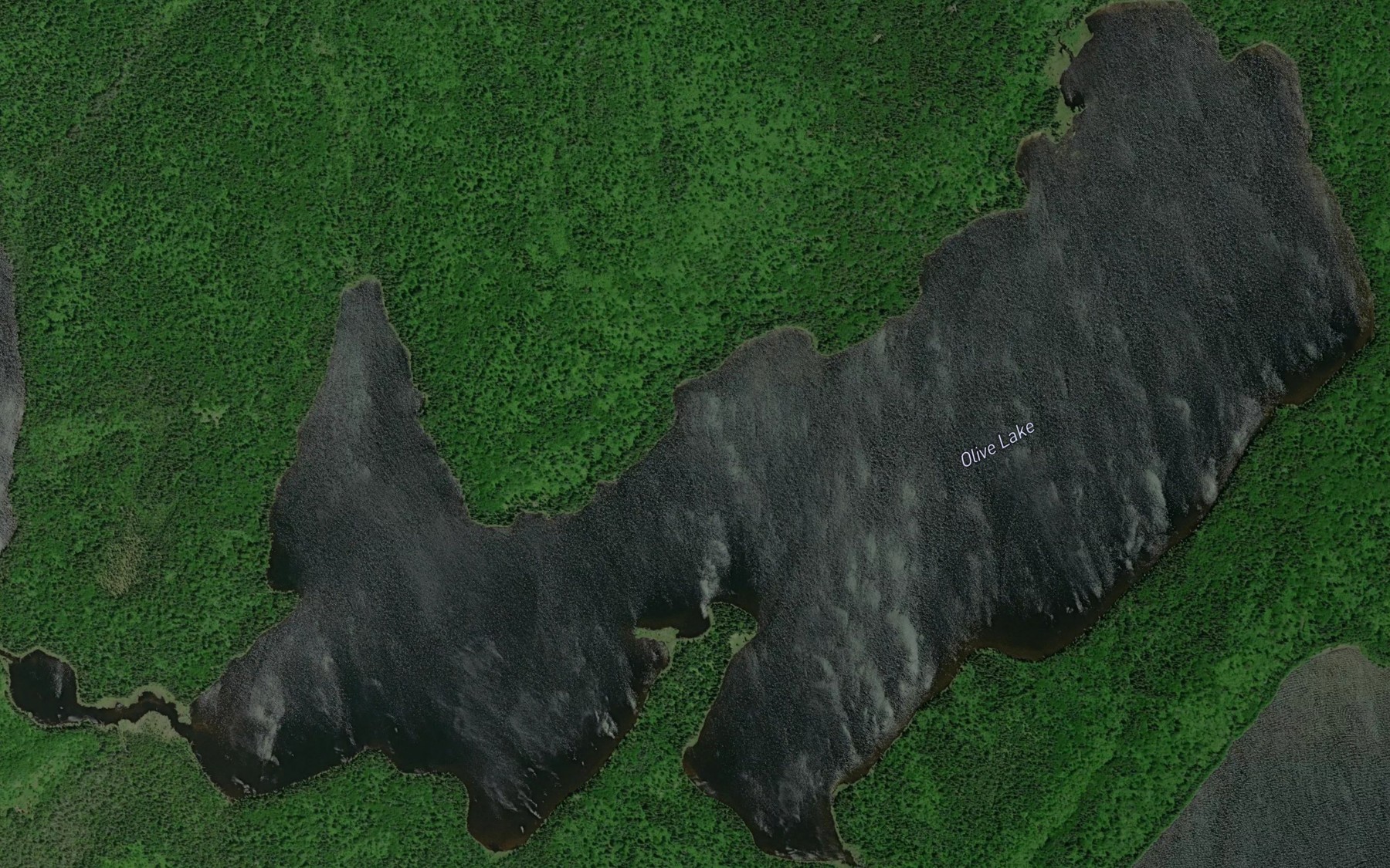 Satellite map of the Olive Lake