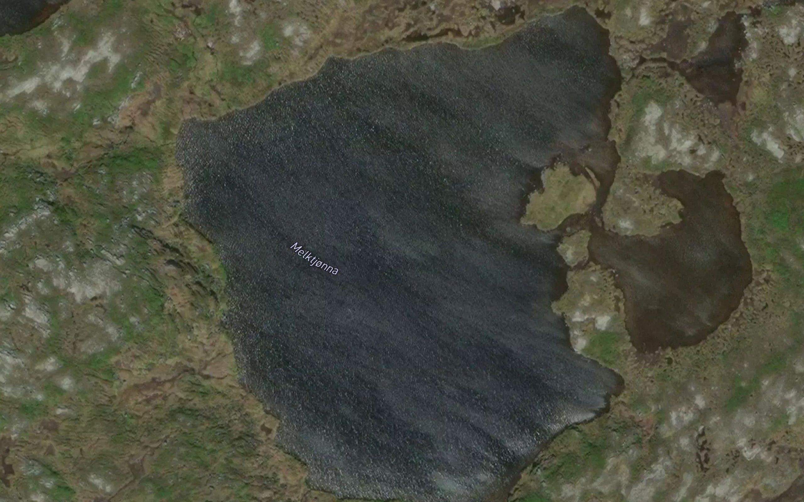 Melktjorna
