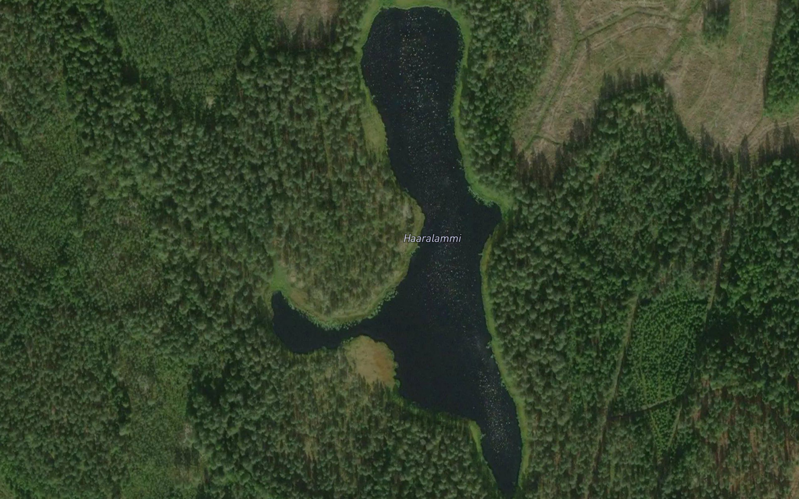 Haaralammi