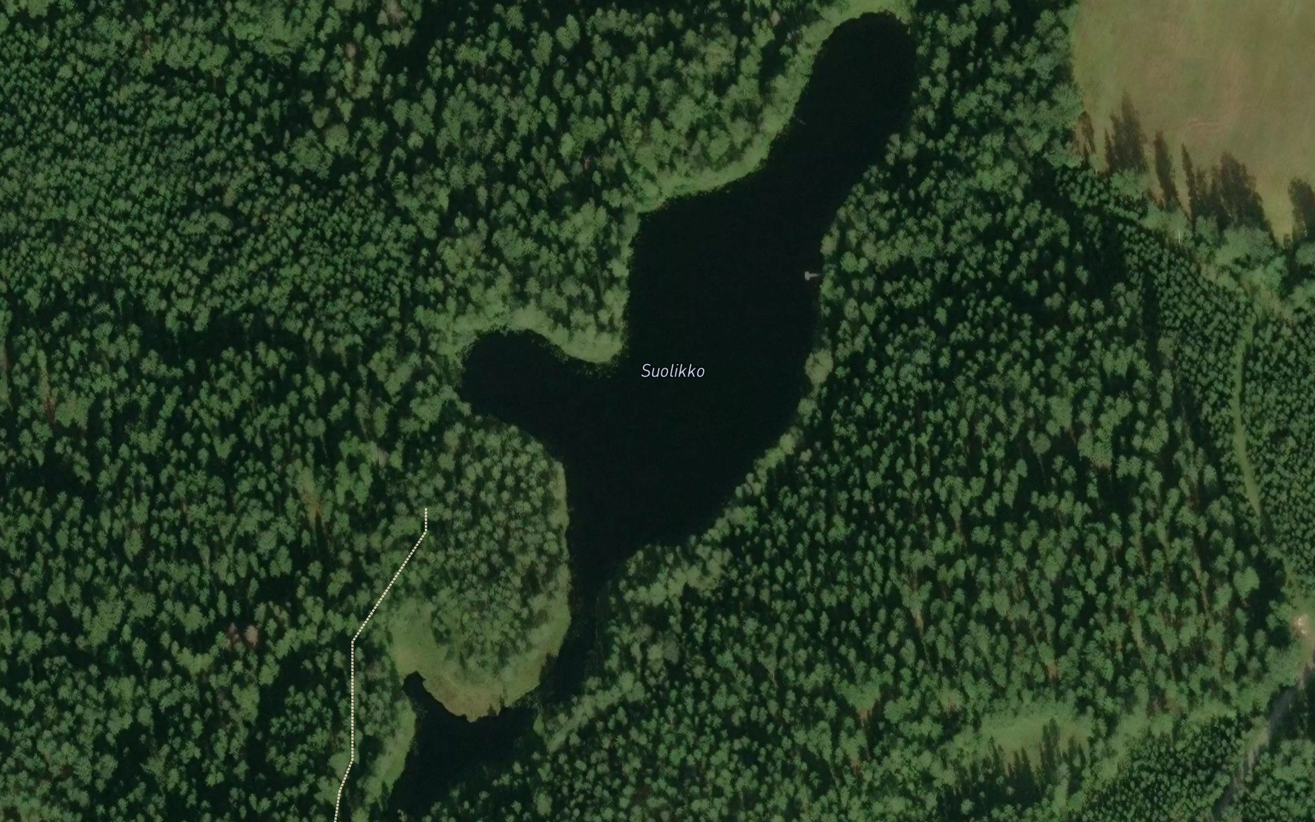 Suolikko