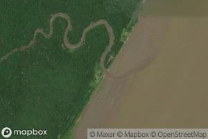 Parana Jucara