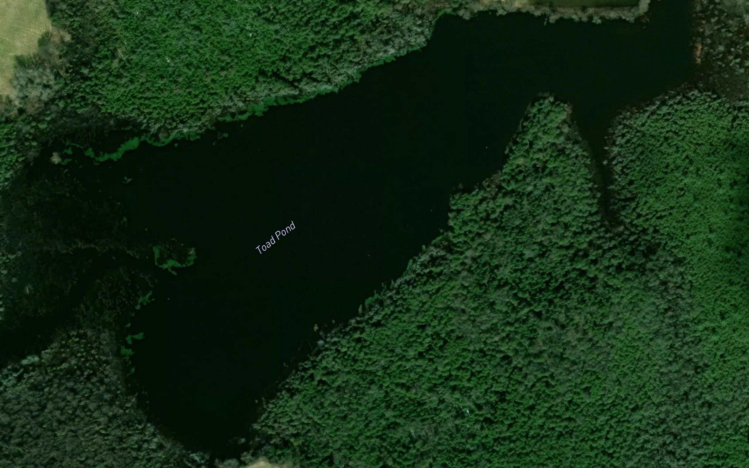 Toad Pond