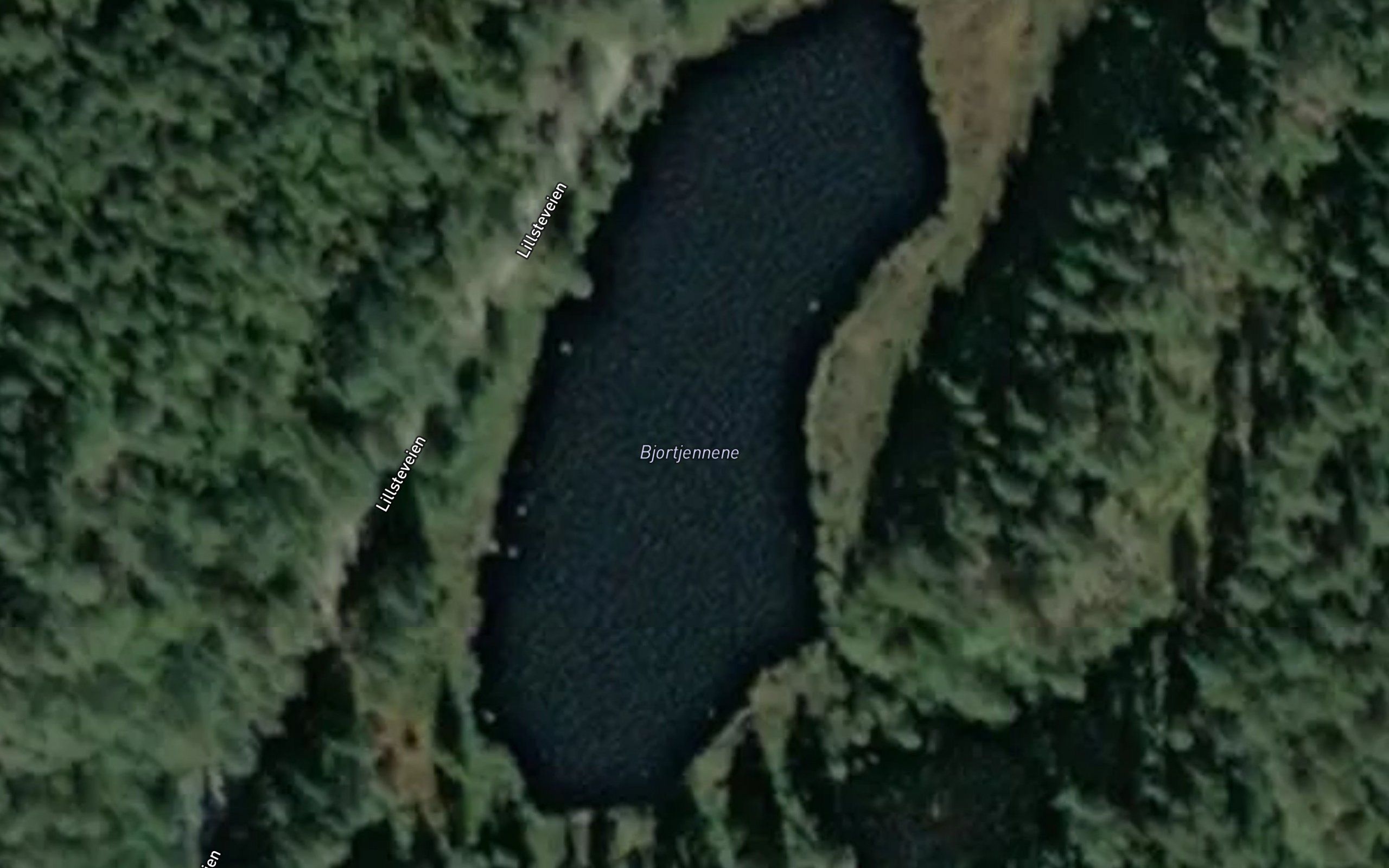 Bjortjornane