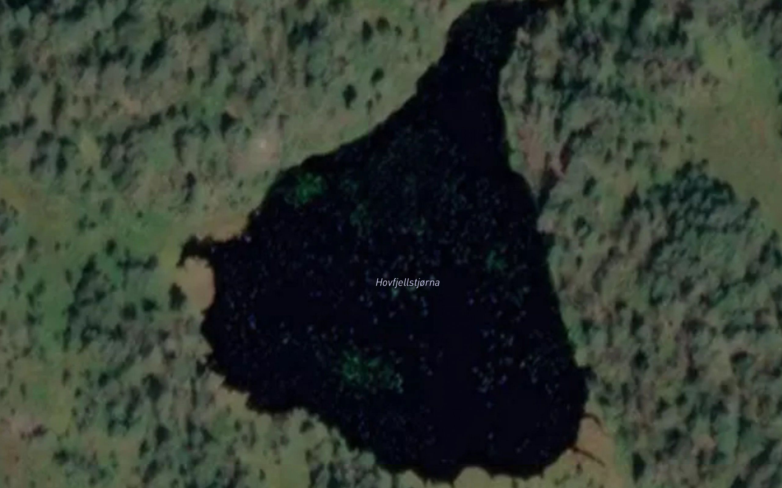 Hovfjellstjorna