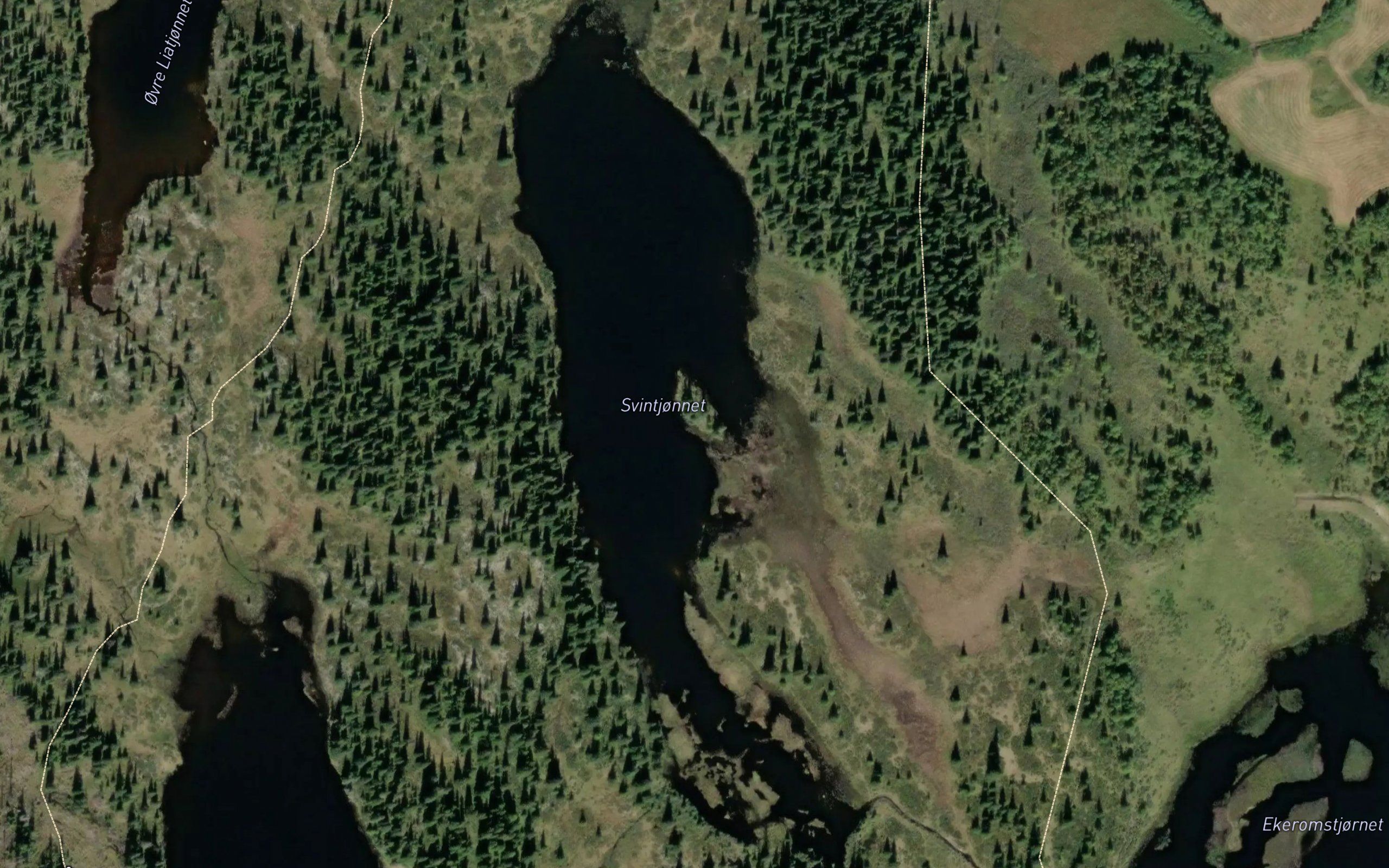 Svintjernet