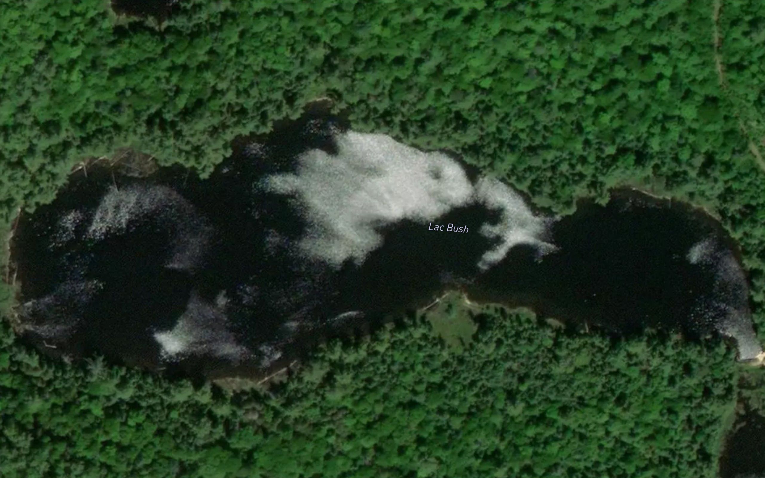Lac Bush