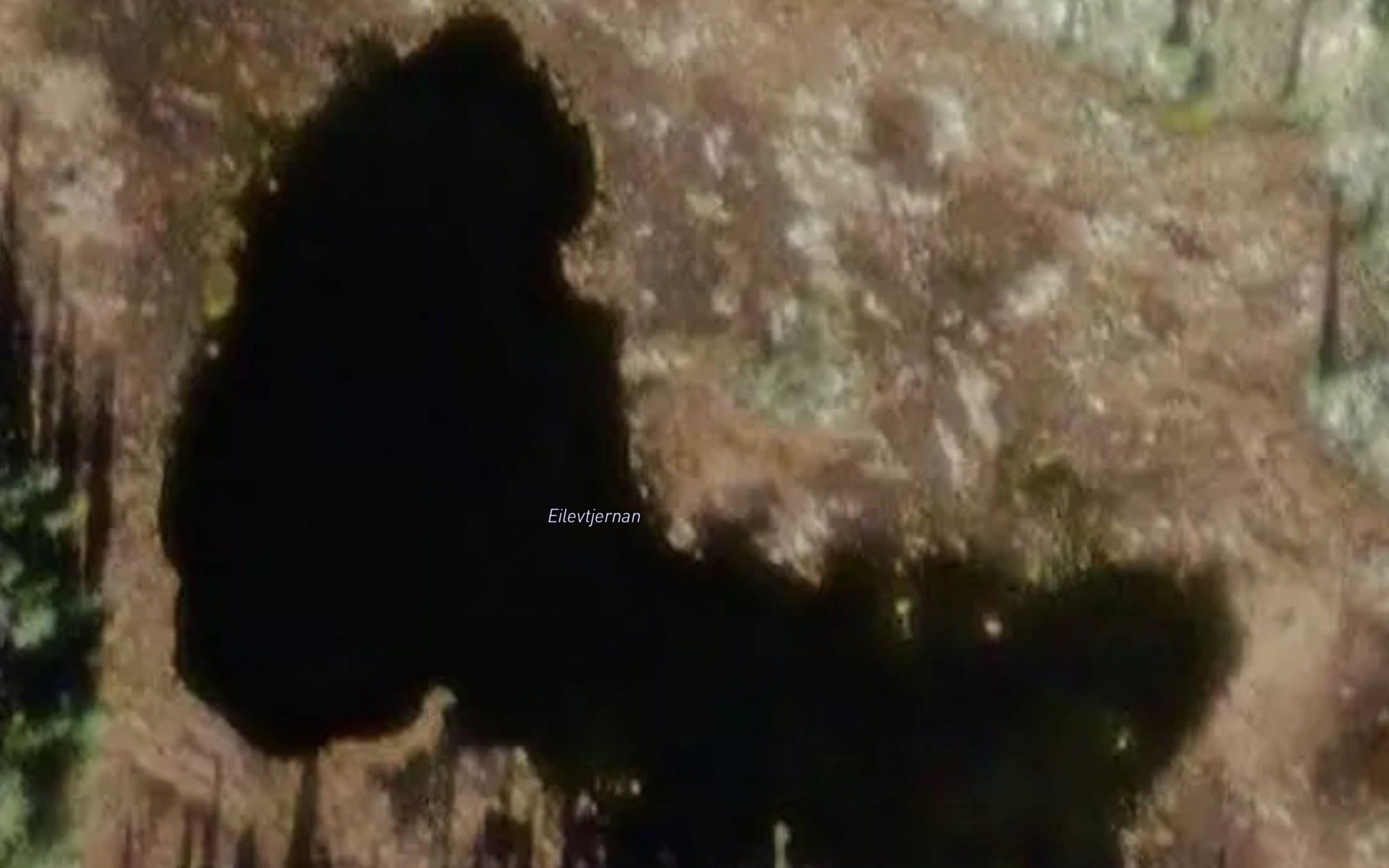 Eilevtjornan