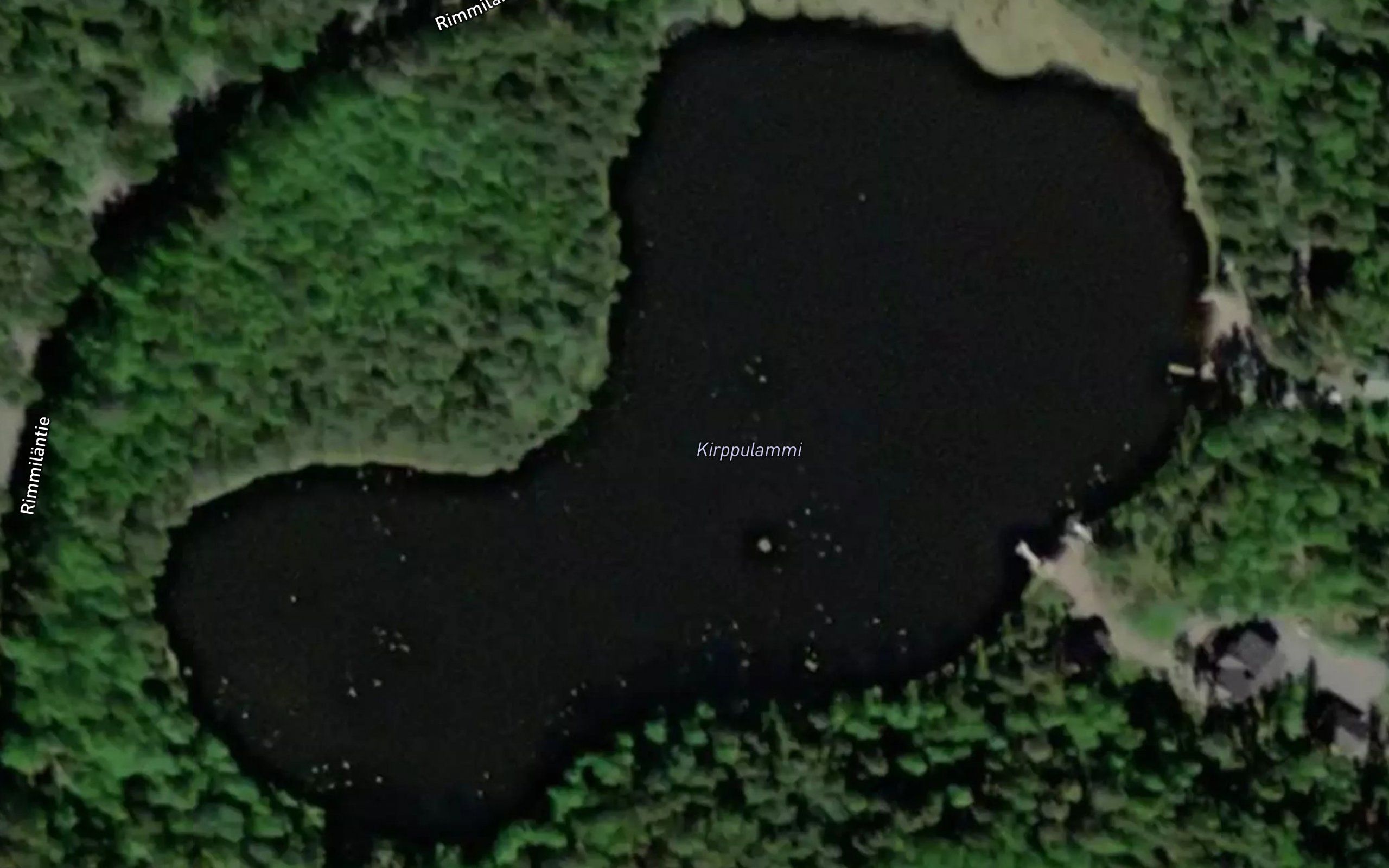Kirppulammi
