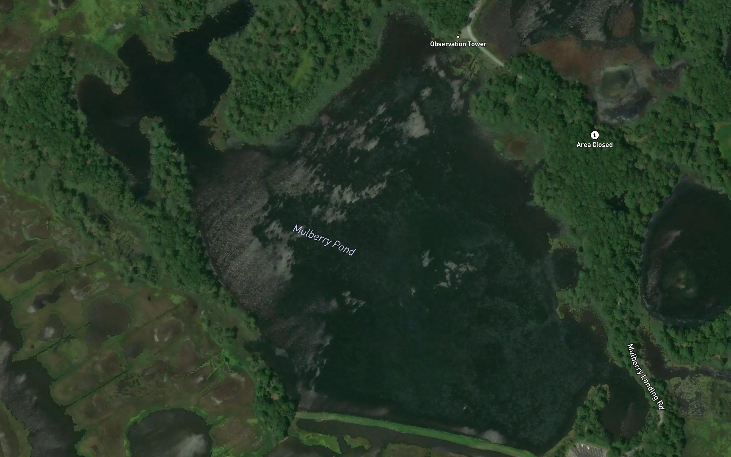 Mulberry Pond