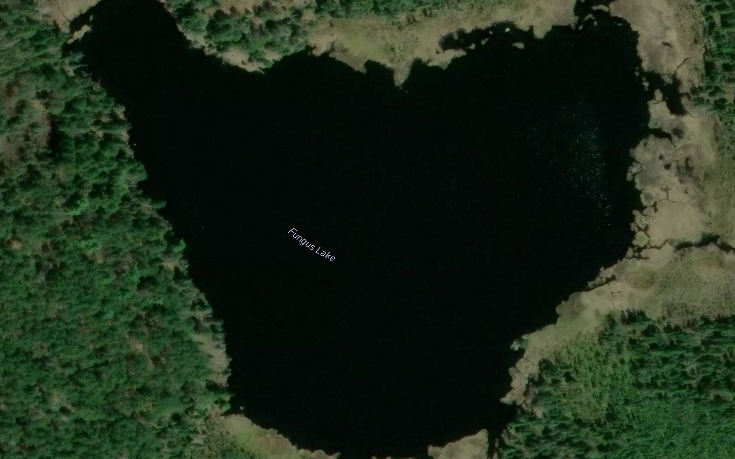 Fungus Lake