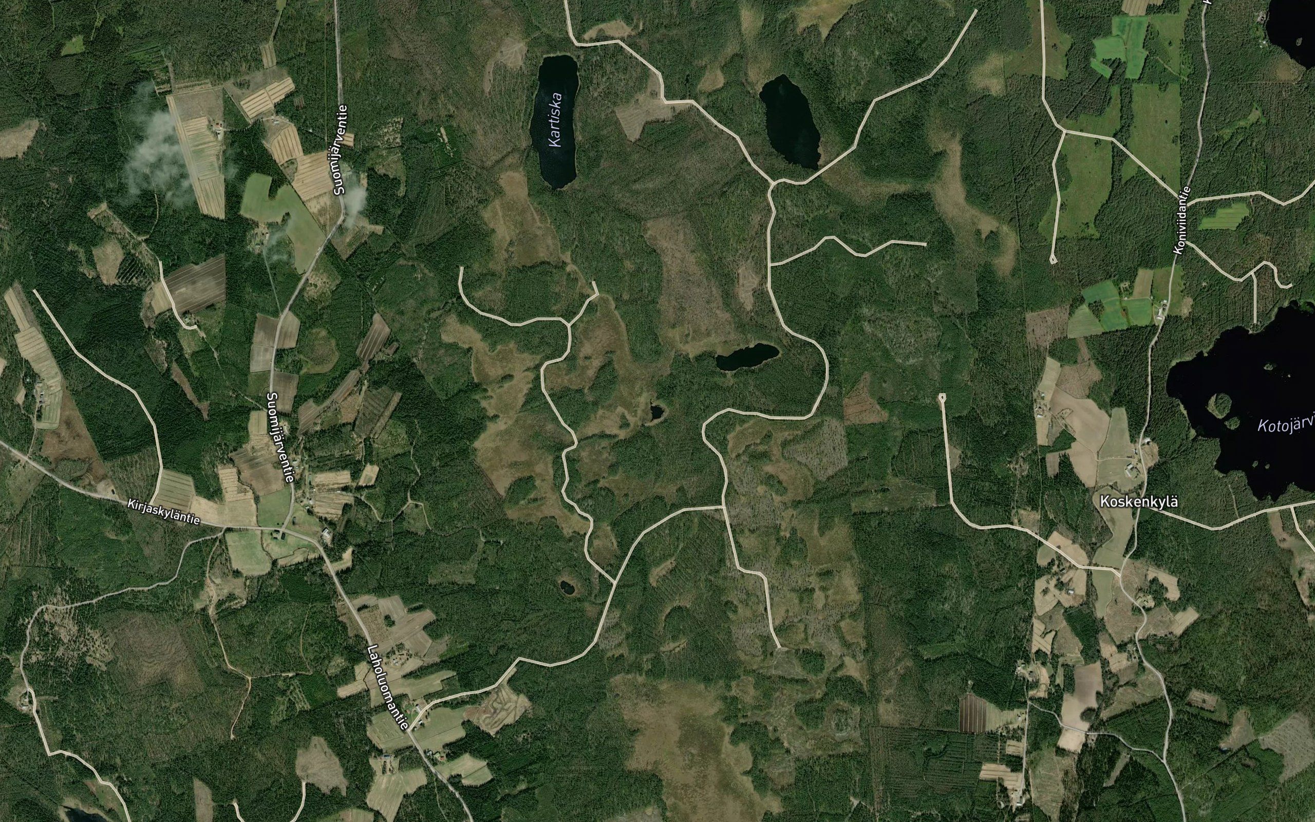Koivulammit