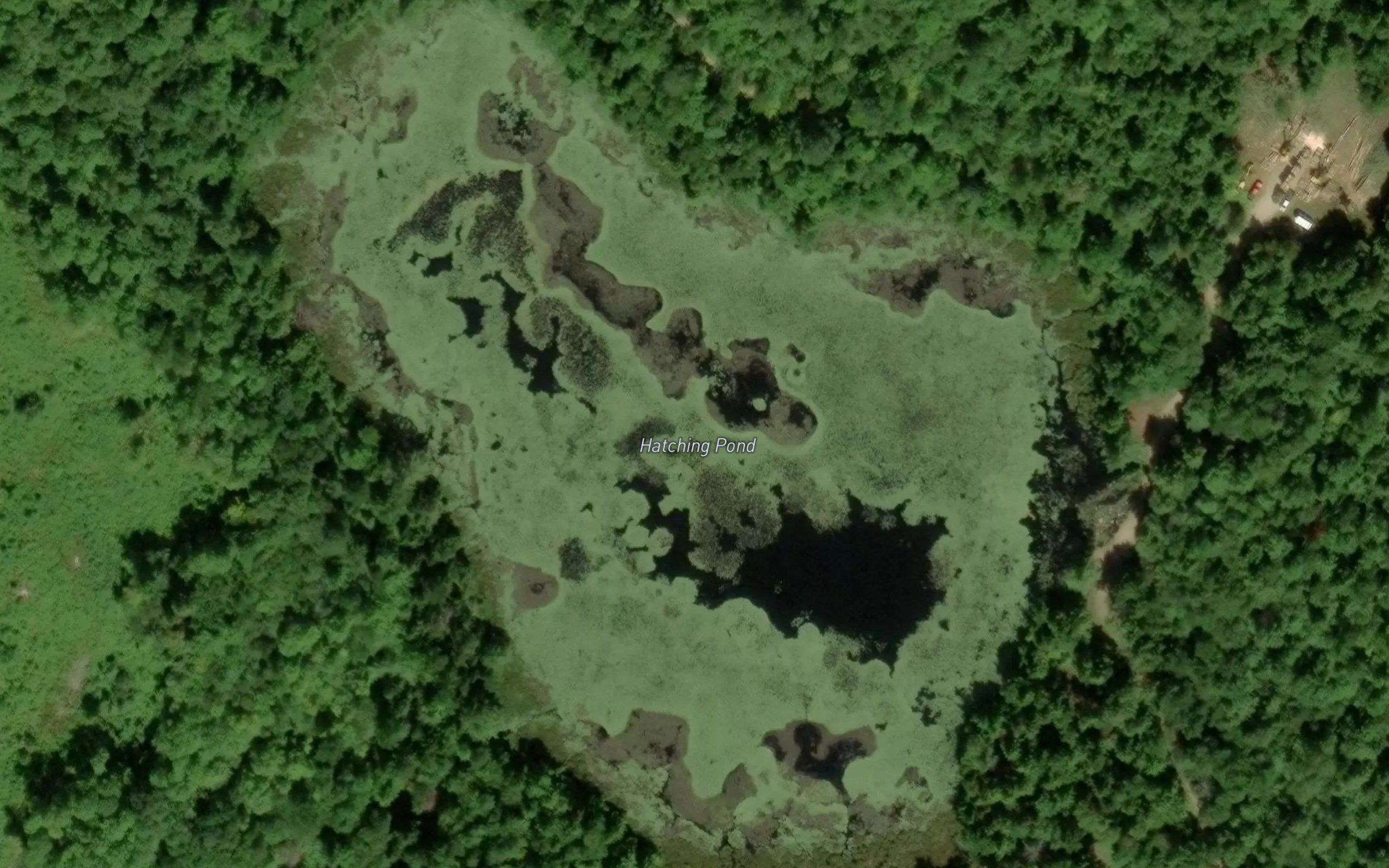 Hatching Pond