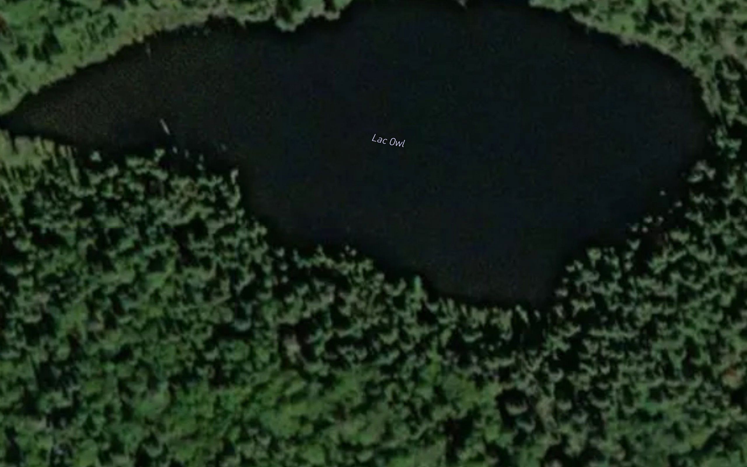 Lac Owl