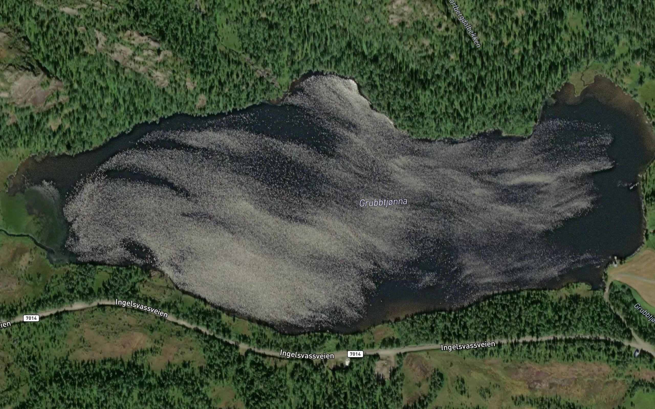 Grubbtjorna