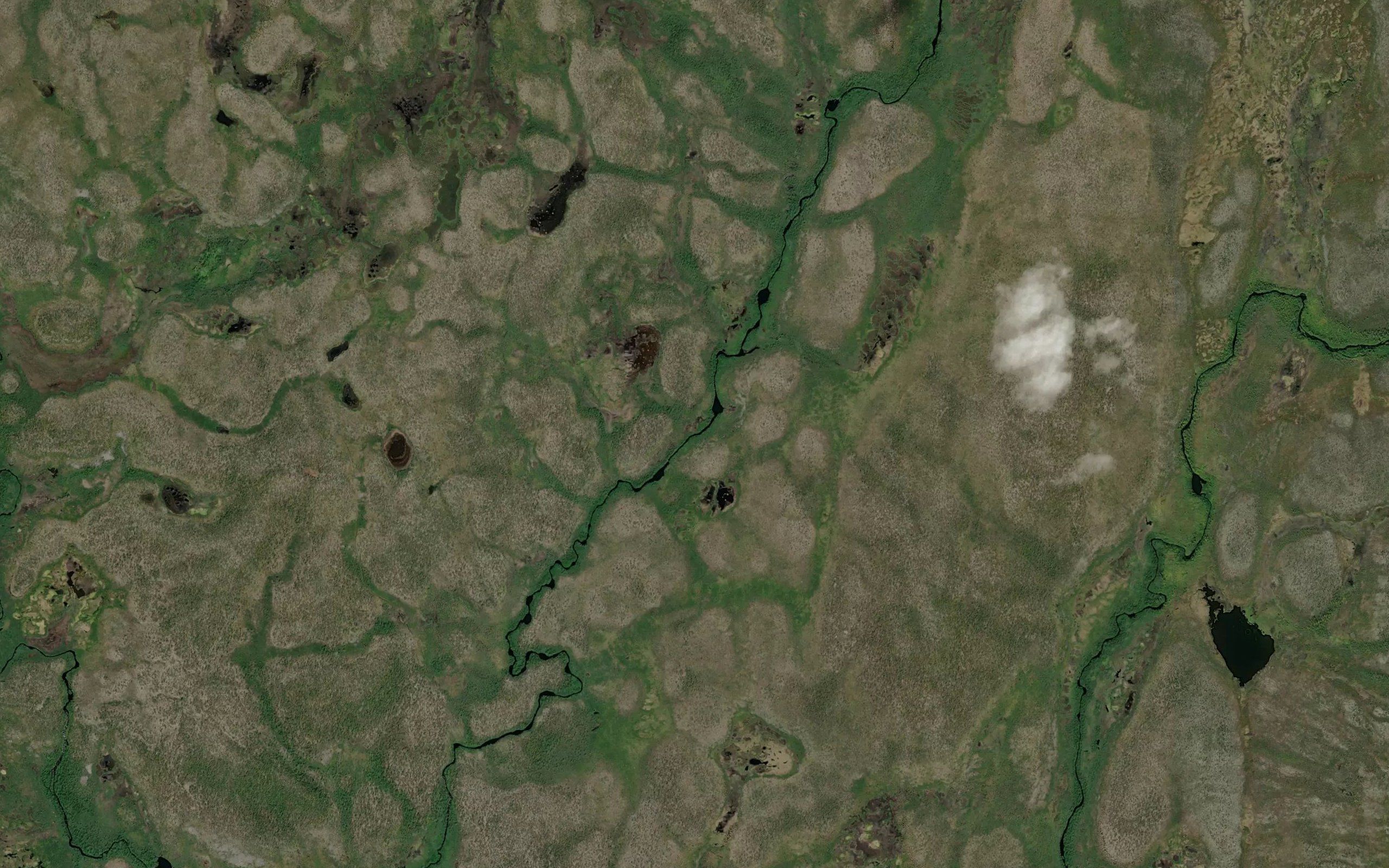 Balsefielbma
