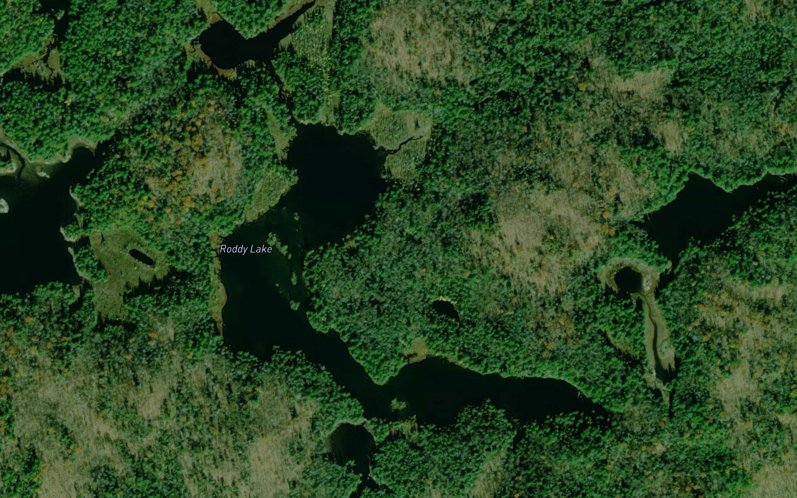 Roddy Lake