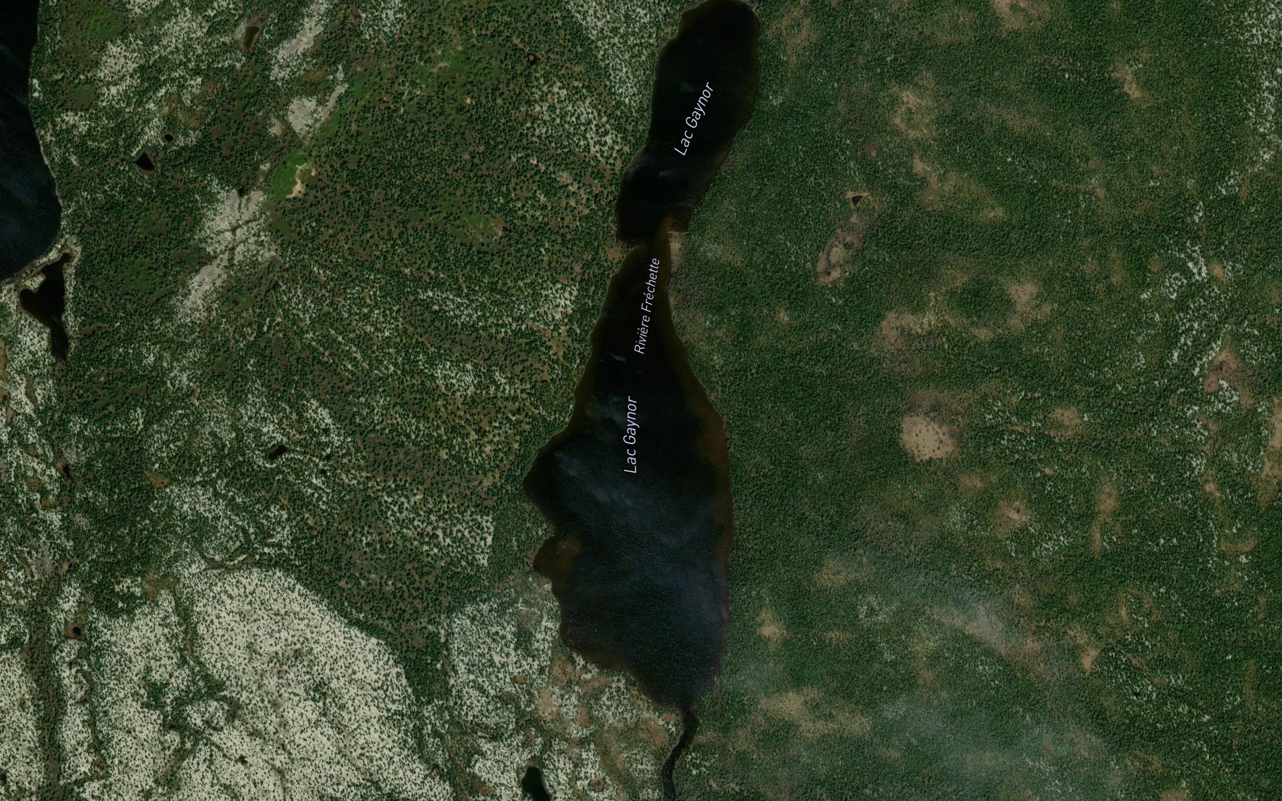 Lac Gaynor