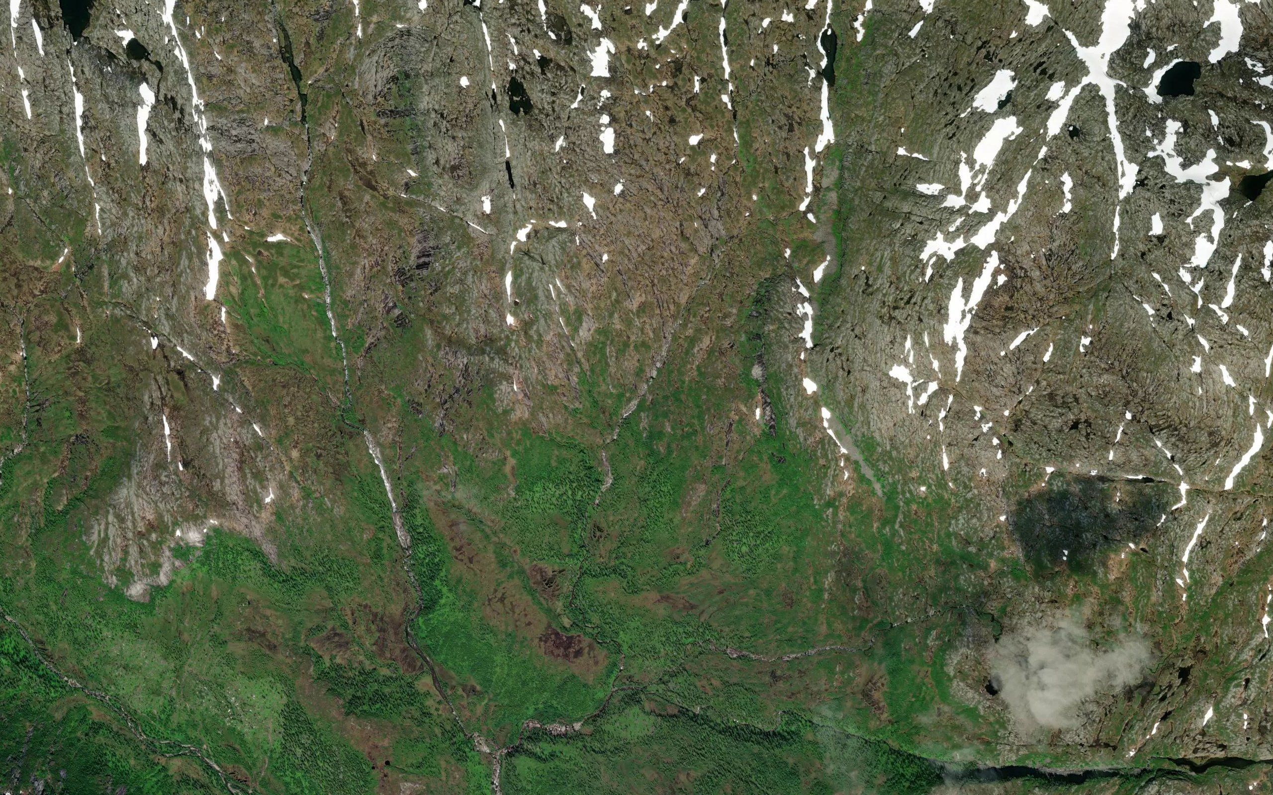 Mortenlielva